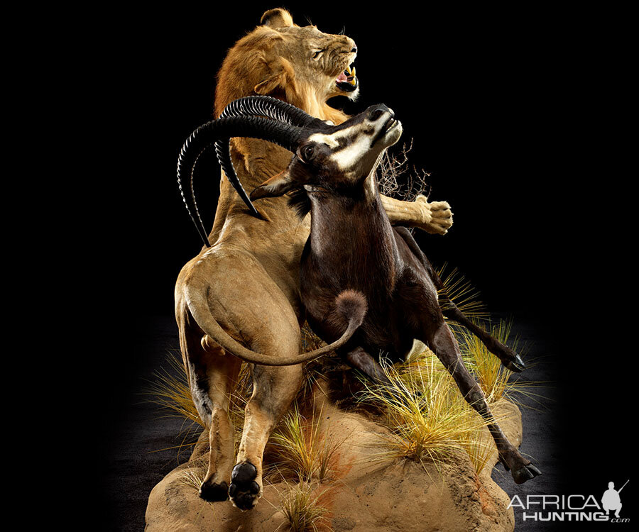 Lion & Sable Full Mount Taxidermy