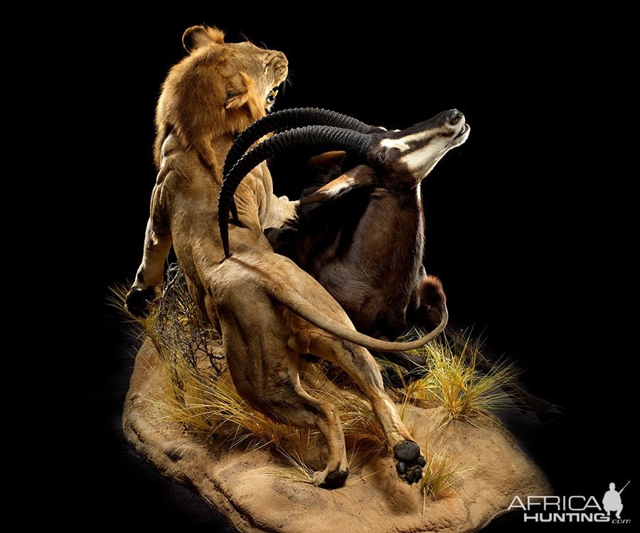 Lion & Sable Full Mount Taxidermy