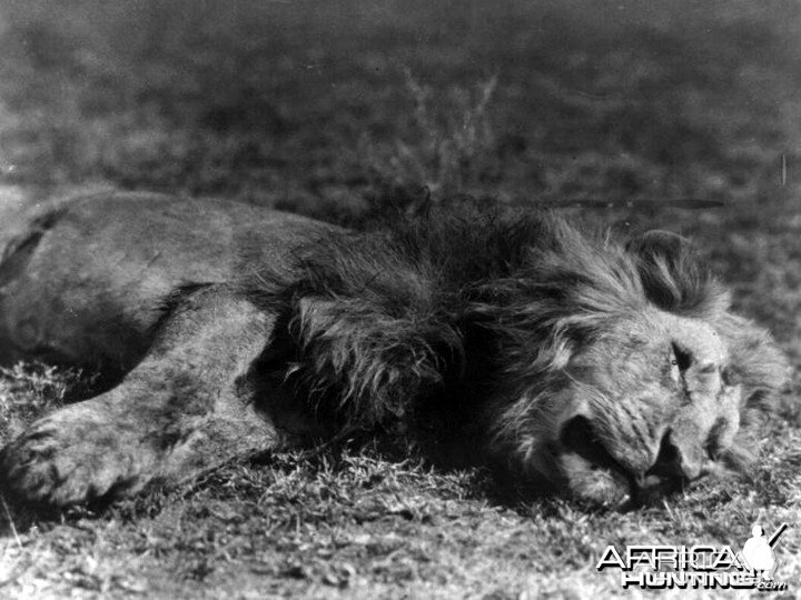 Lion shot by Kermit Roosevelt