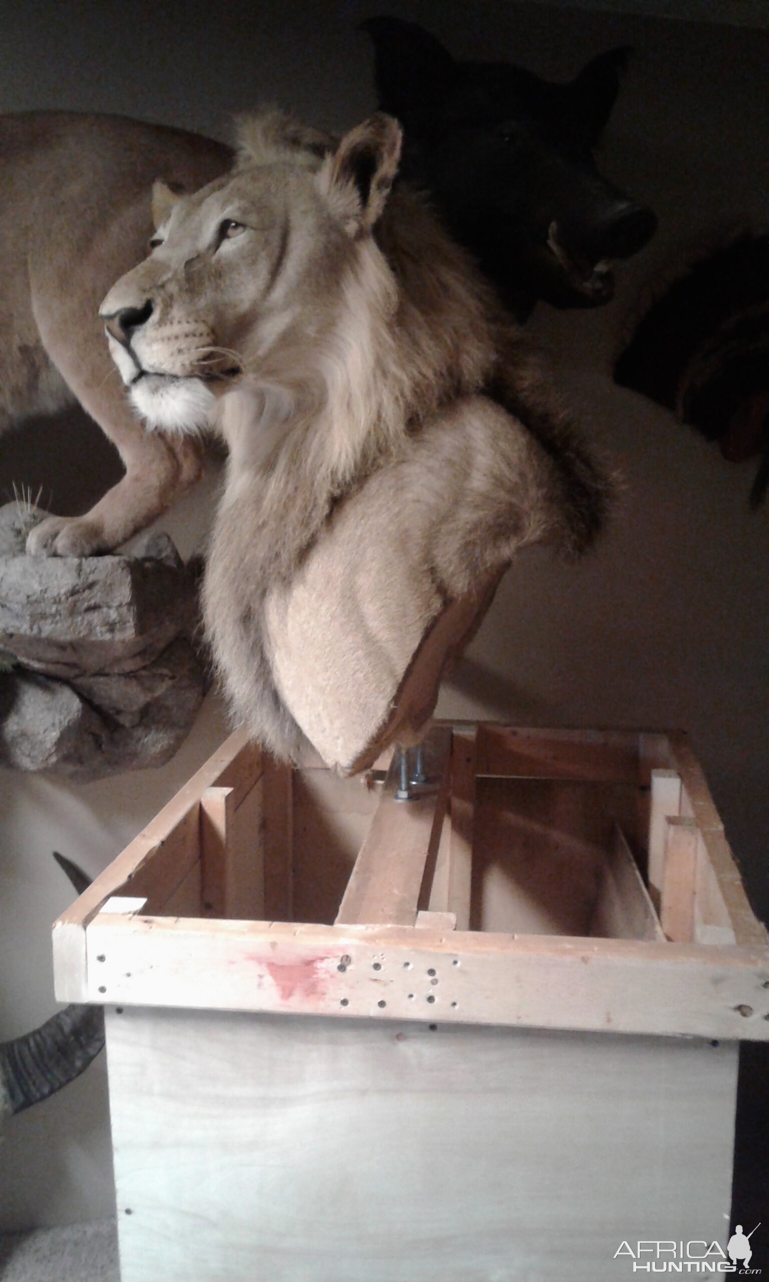 Lion Shoulder Mount Taxidermy