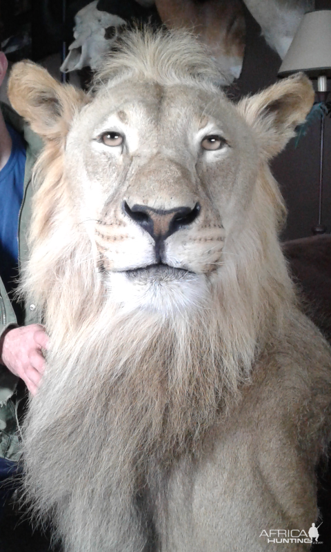 Lion Shoulder Mount Taxidermy