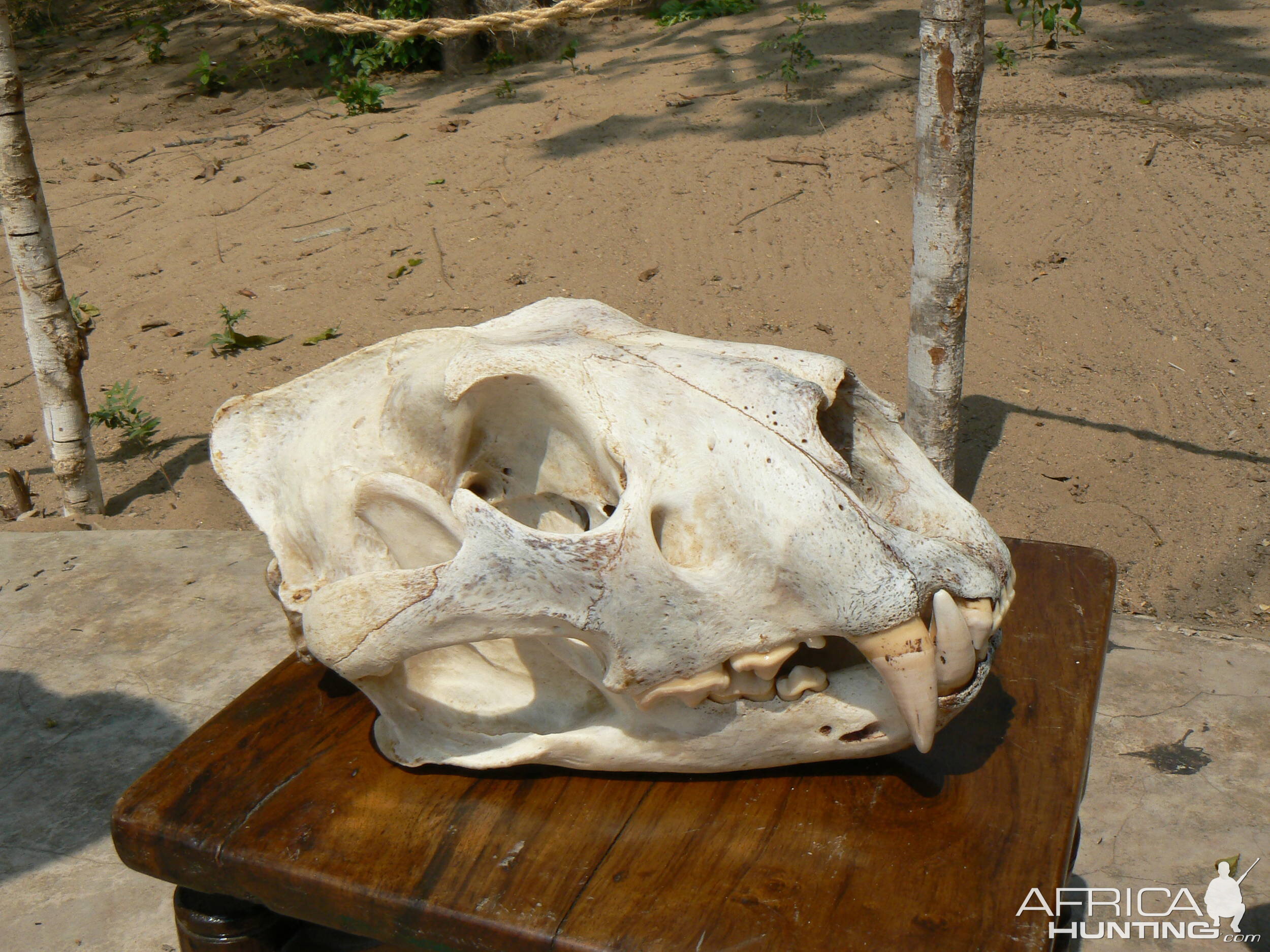 Lion skull