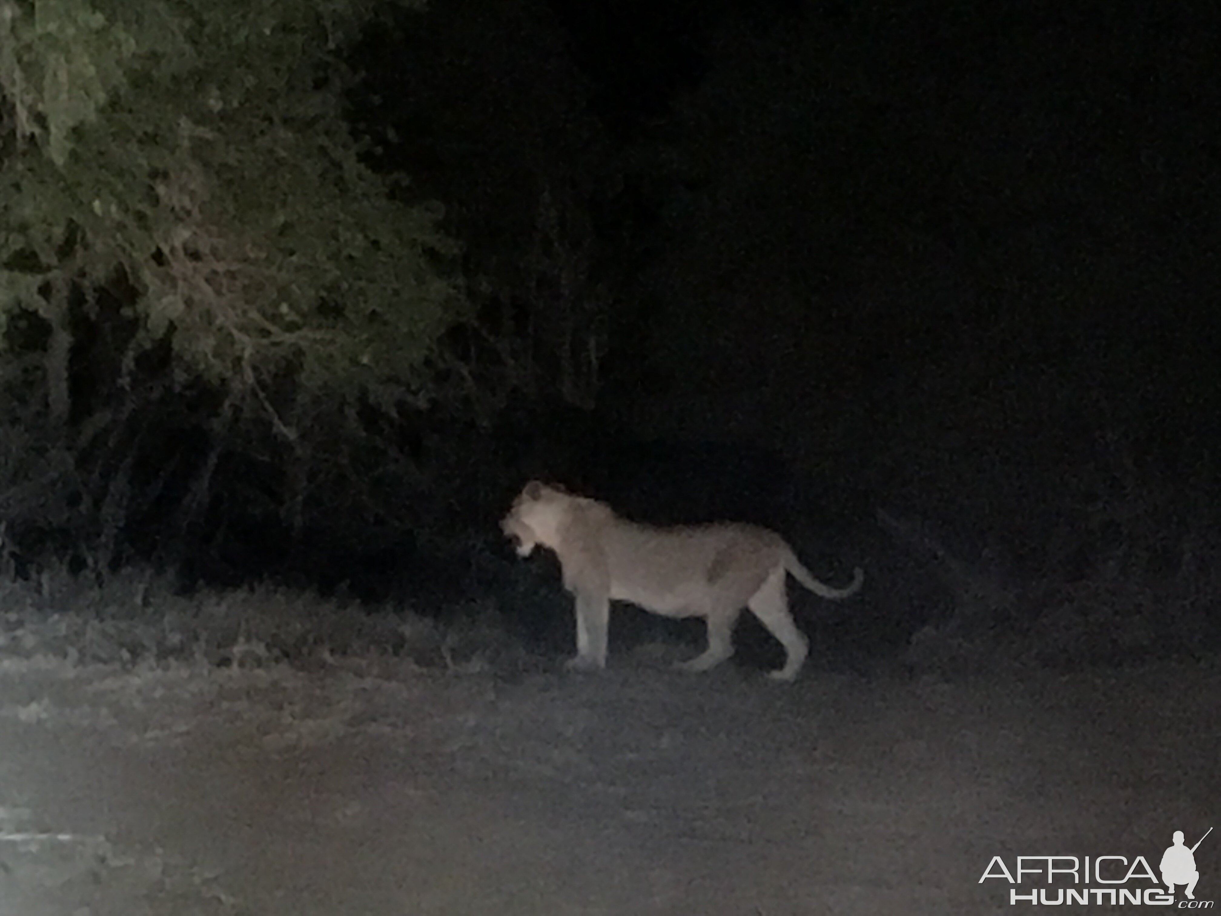 Lion South Africa