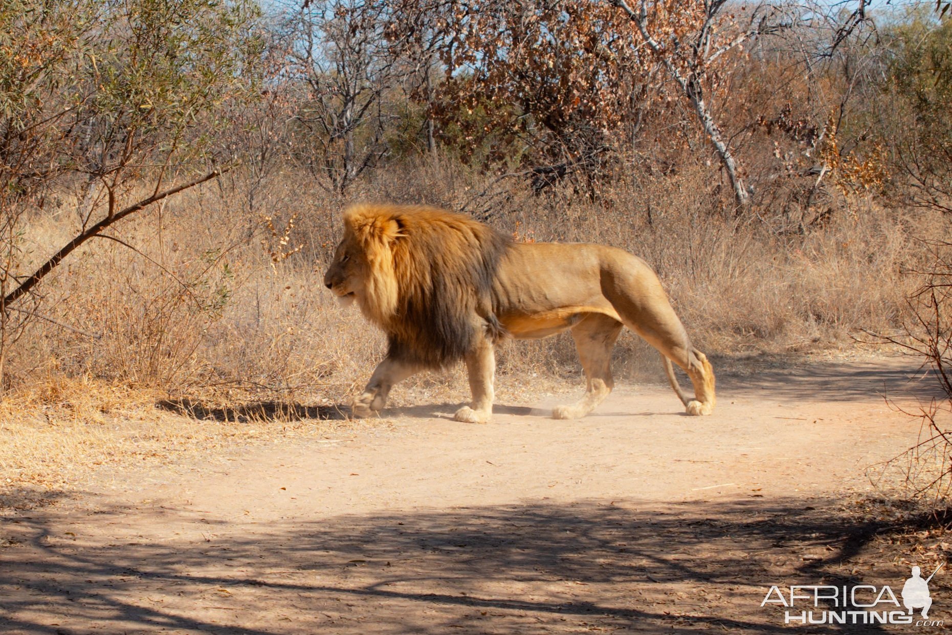 Lion South Africa