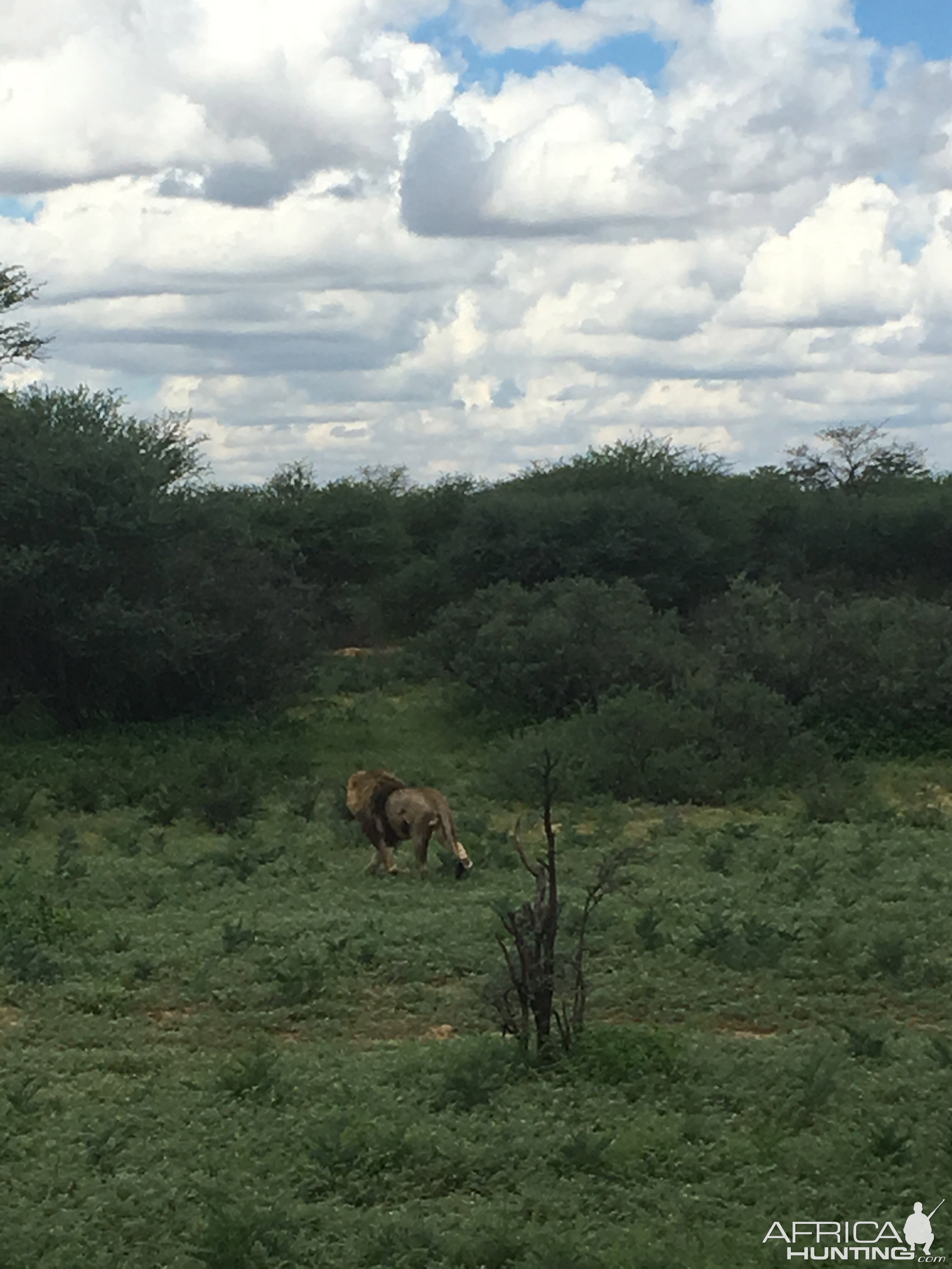 Lion South Africa