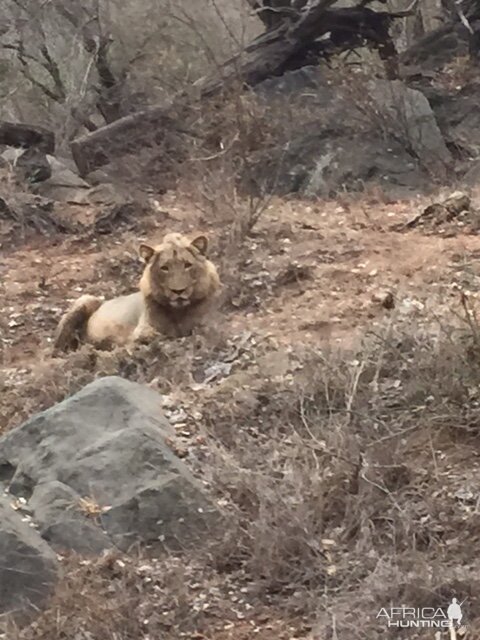 Lion South Africa