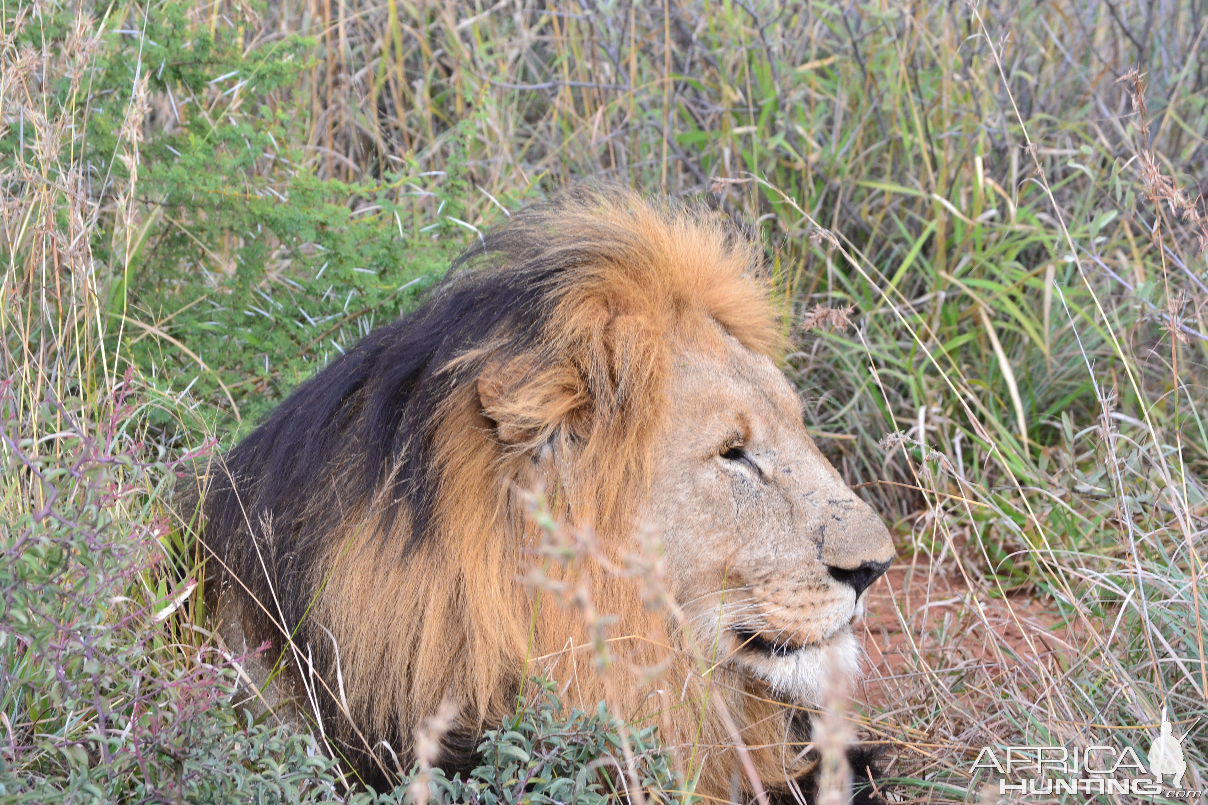 Lion South Africa