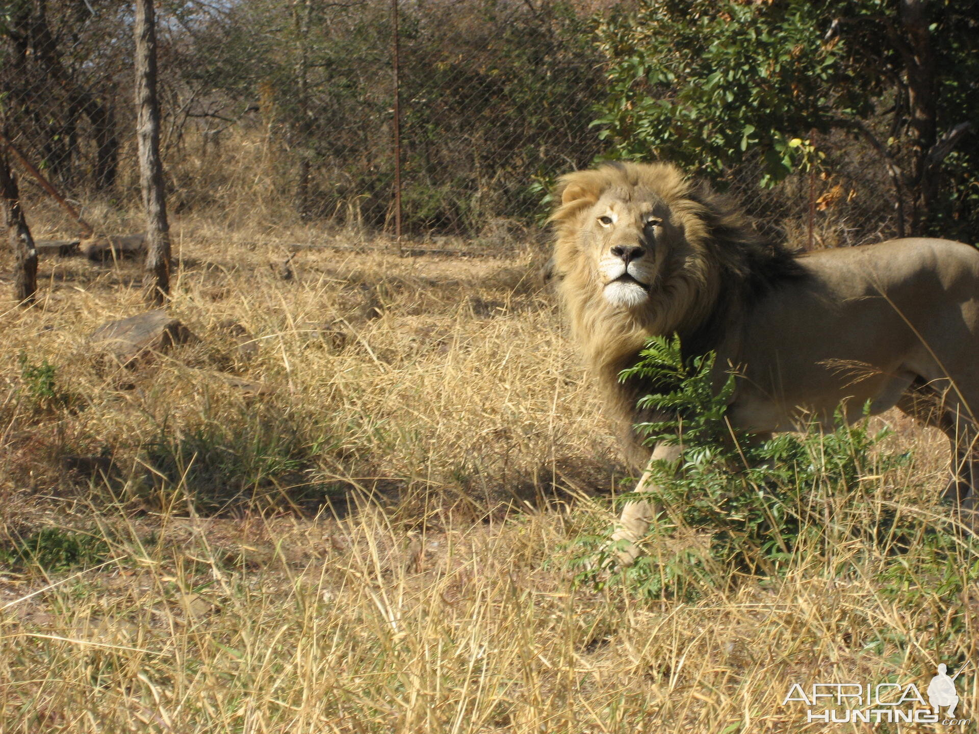 Lion South Africa