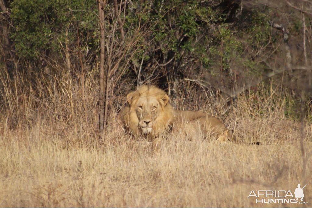 Lion South Africa