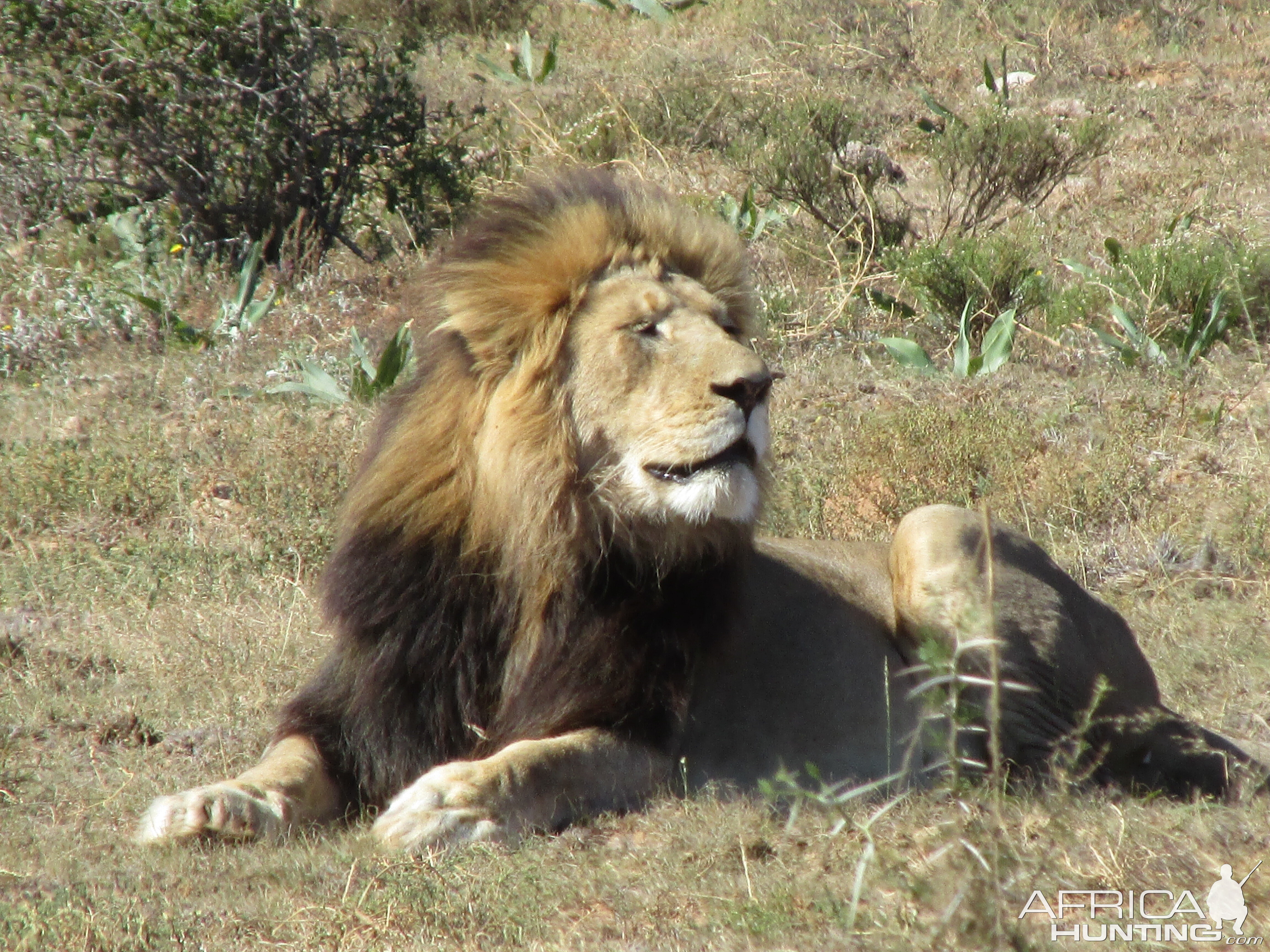 Lion South Africa