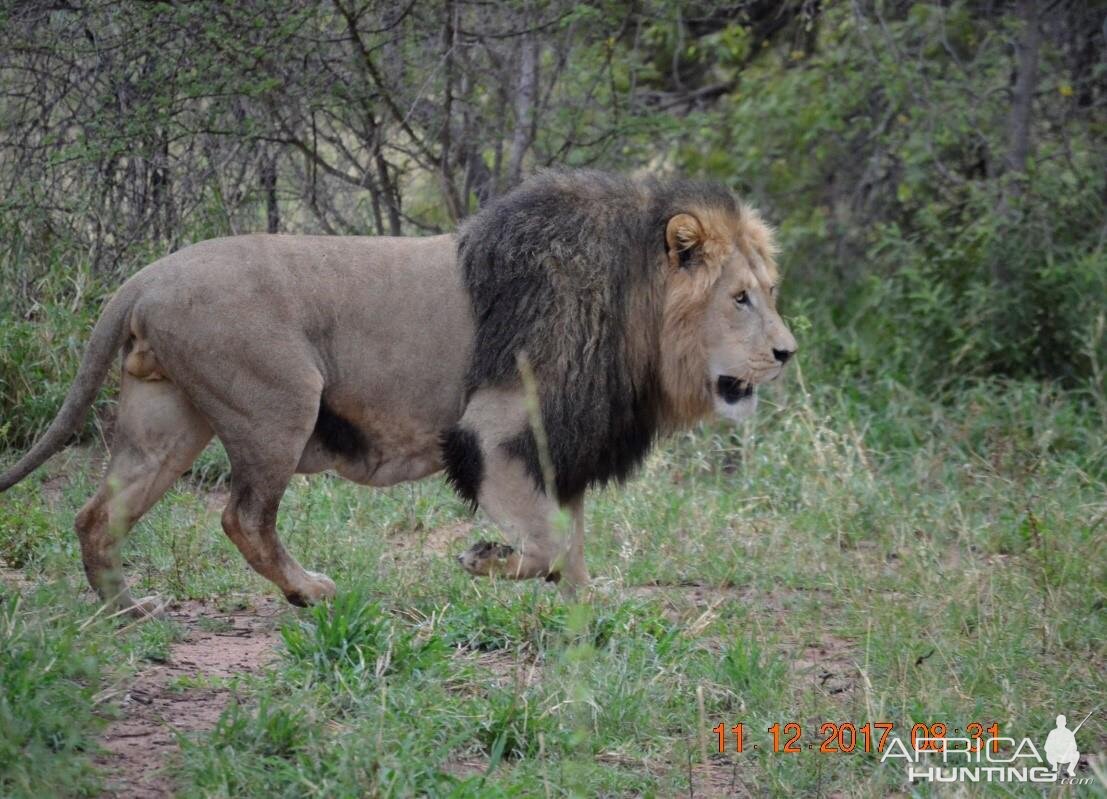 Lion South Africa