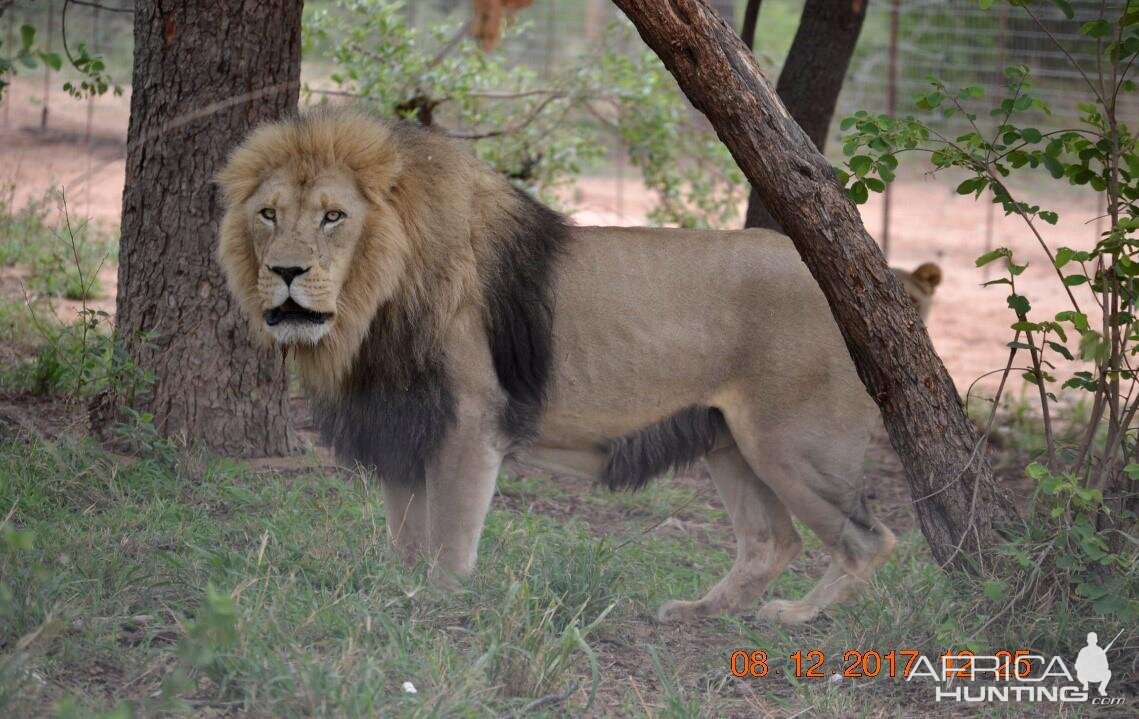 Lion South Africa