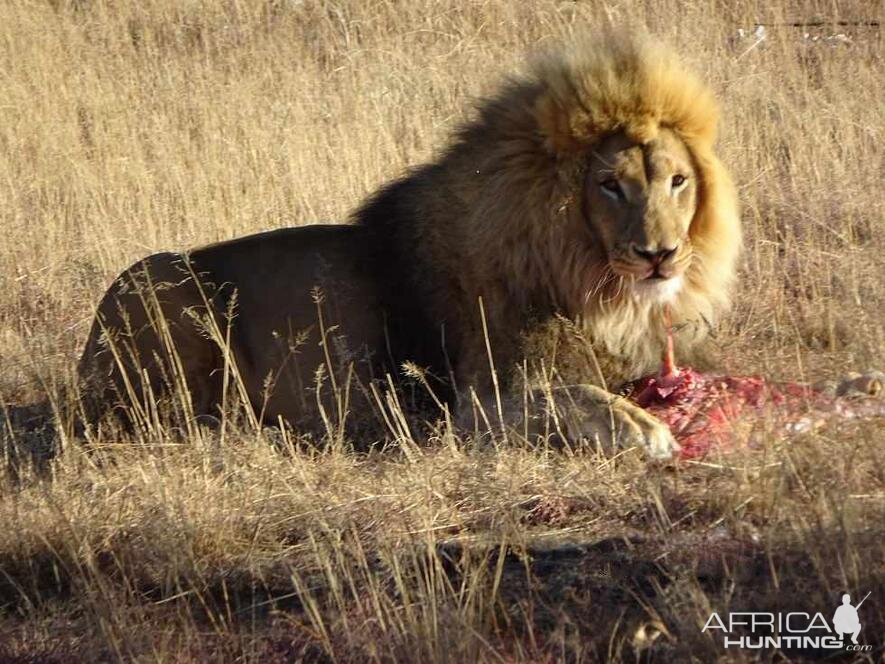 Lion South Africa