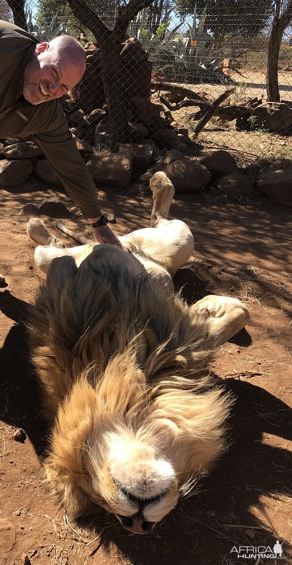 Lion South Africa