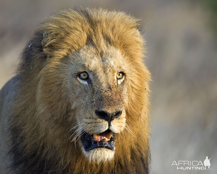 Lion South Africa