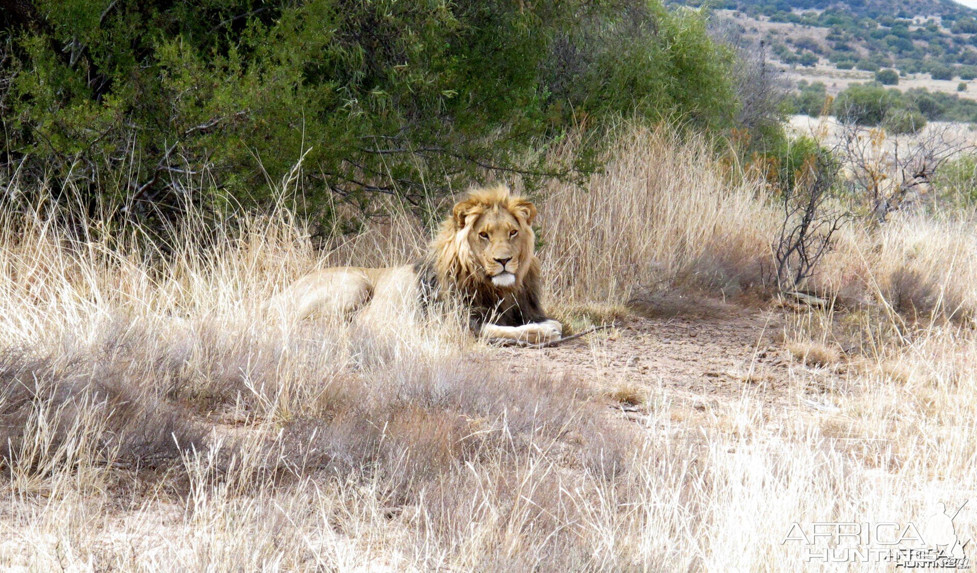 Lion South Africa