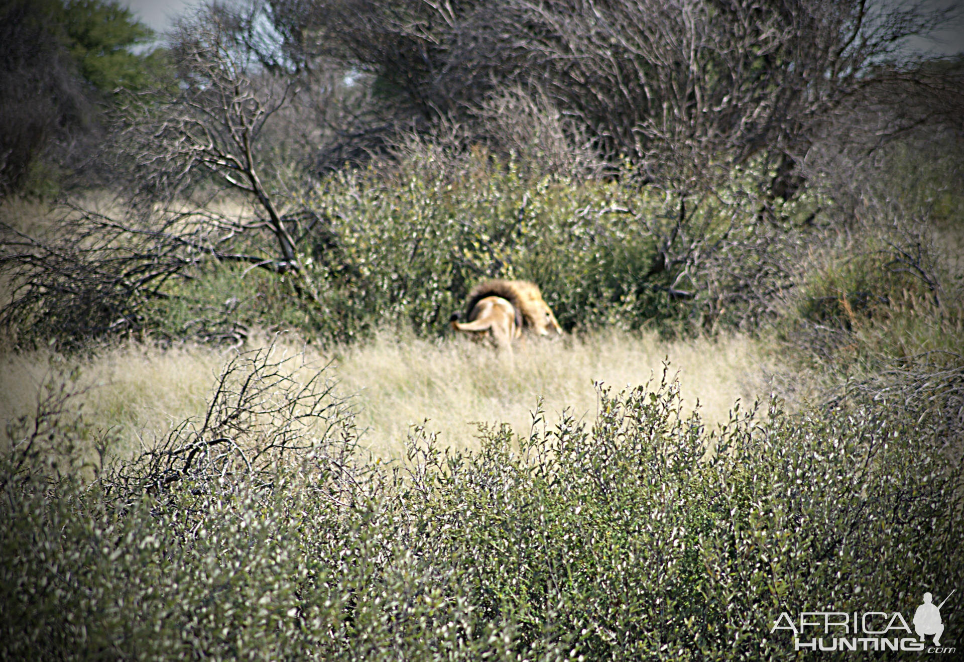 Lion South Africa