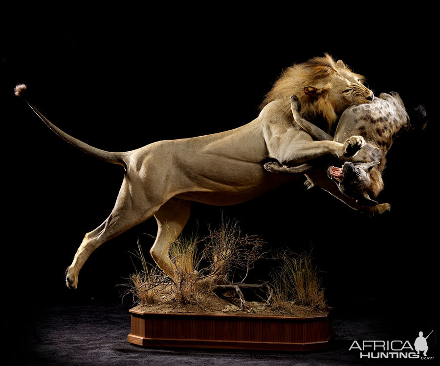 Lion & Spotted Hyena Full Mount Taxidermy