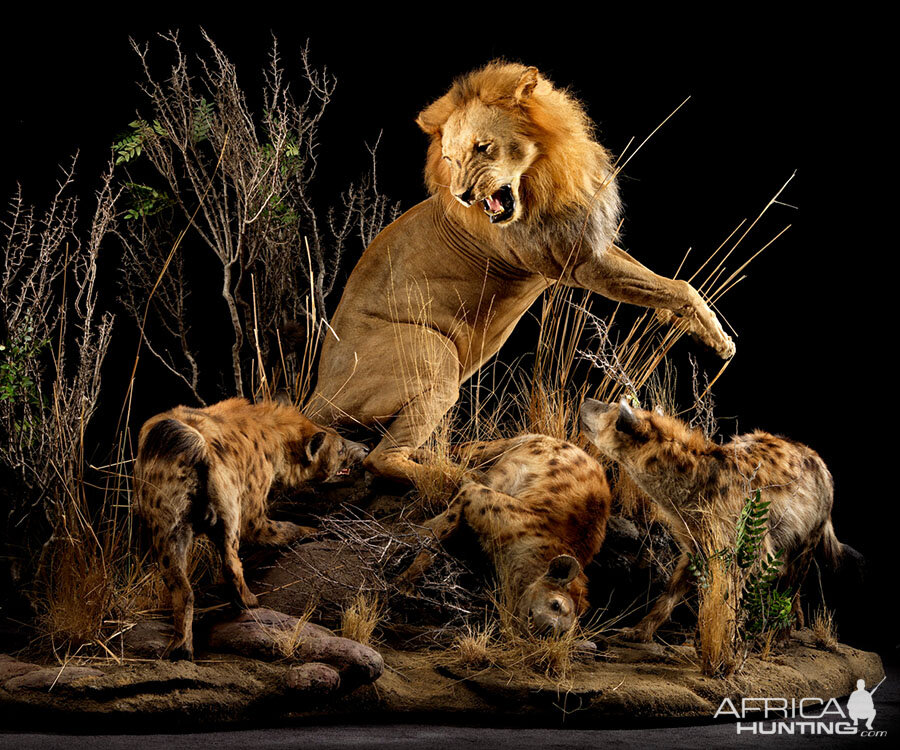 Lion & Spotted Hyena Full Mount Taxidermy