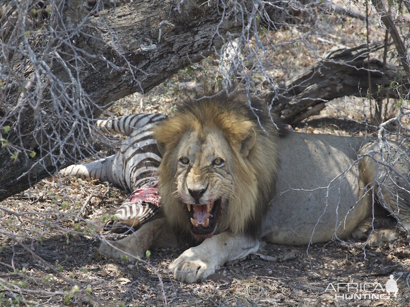 Lion Spotting with Pro Hunting Safaris