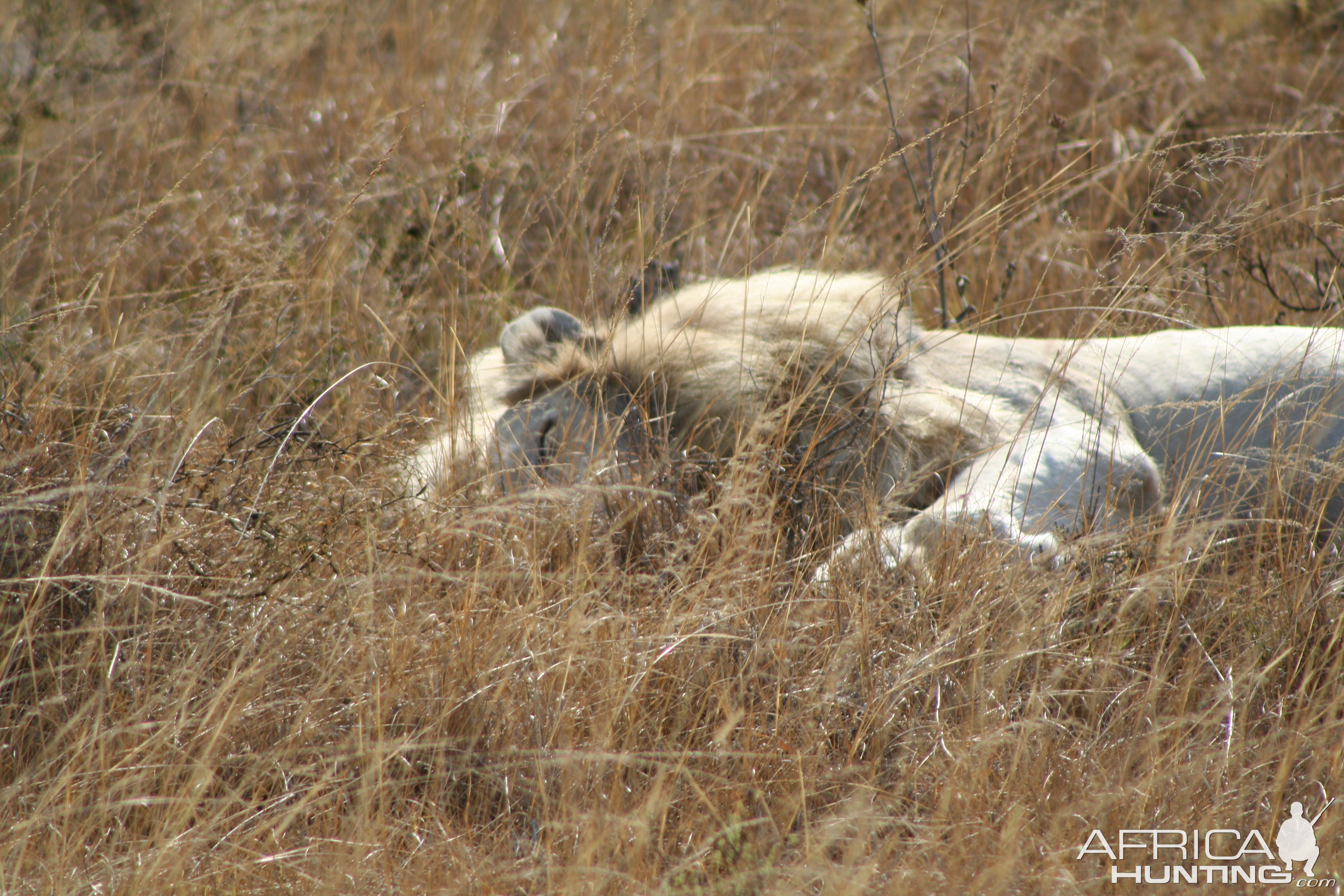 Lion taking nap in the sun