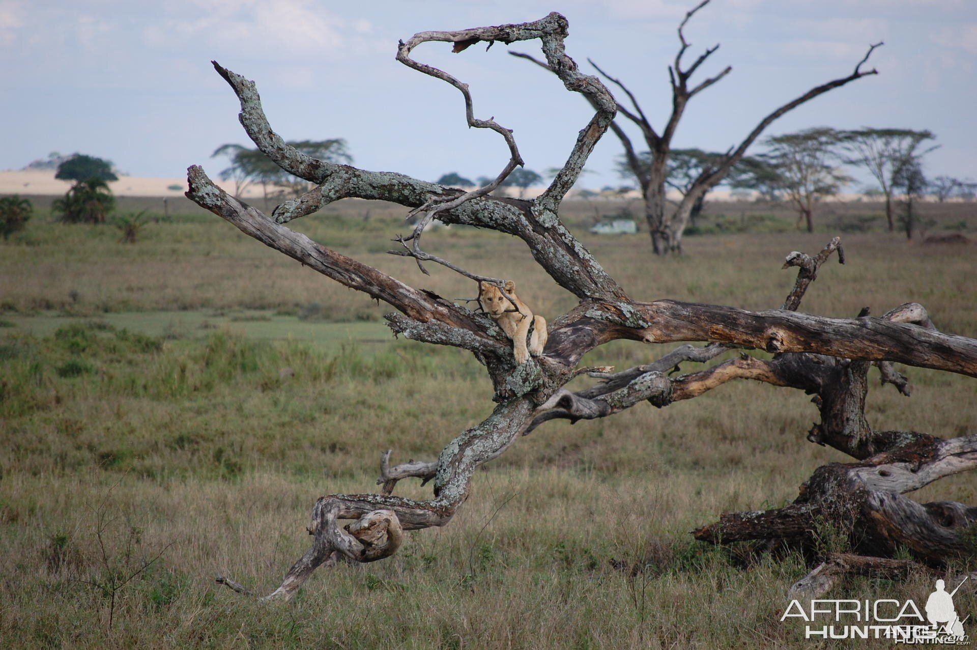 Lion Tanzania