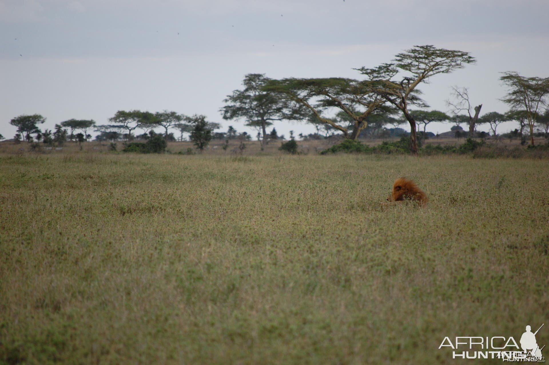 Lion Tanzania