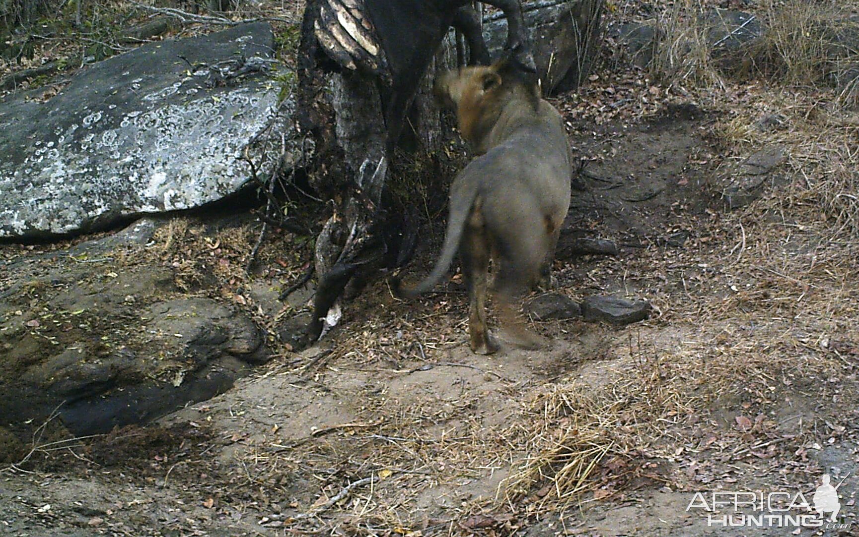 Lion Tanzania