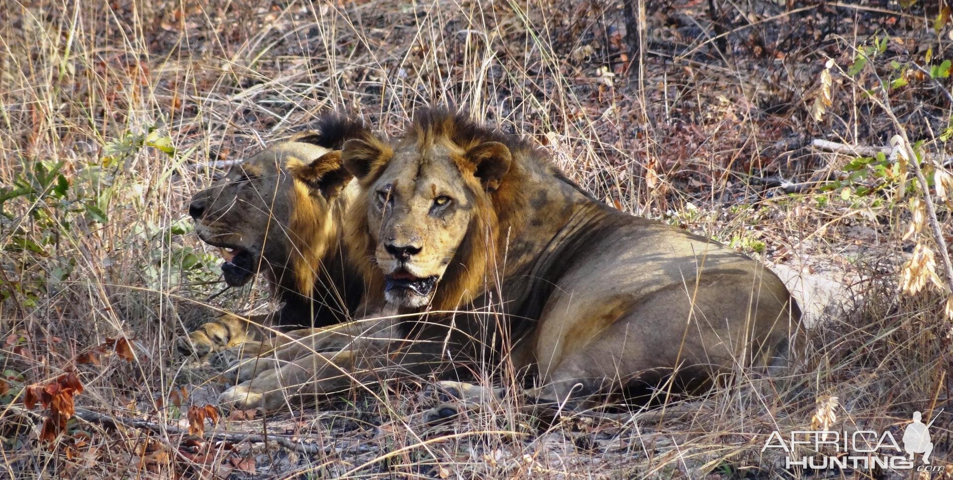 Lion Tanzania