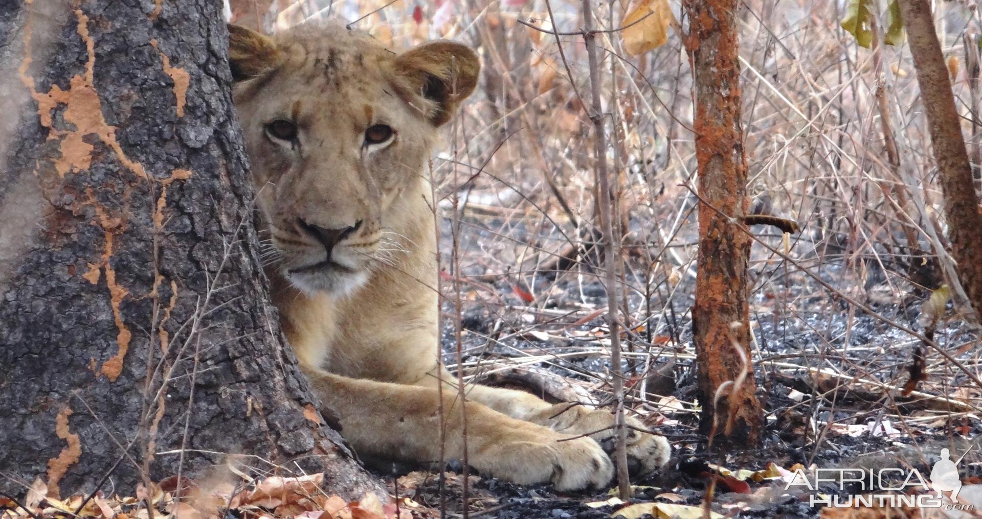 Lion Tanzania