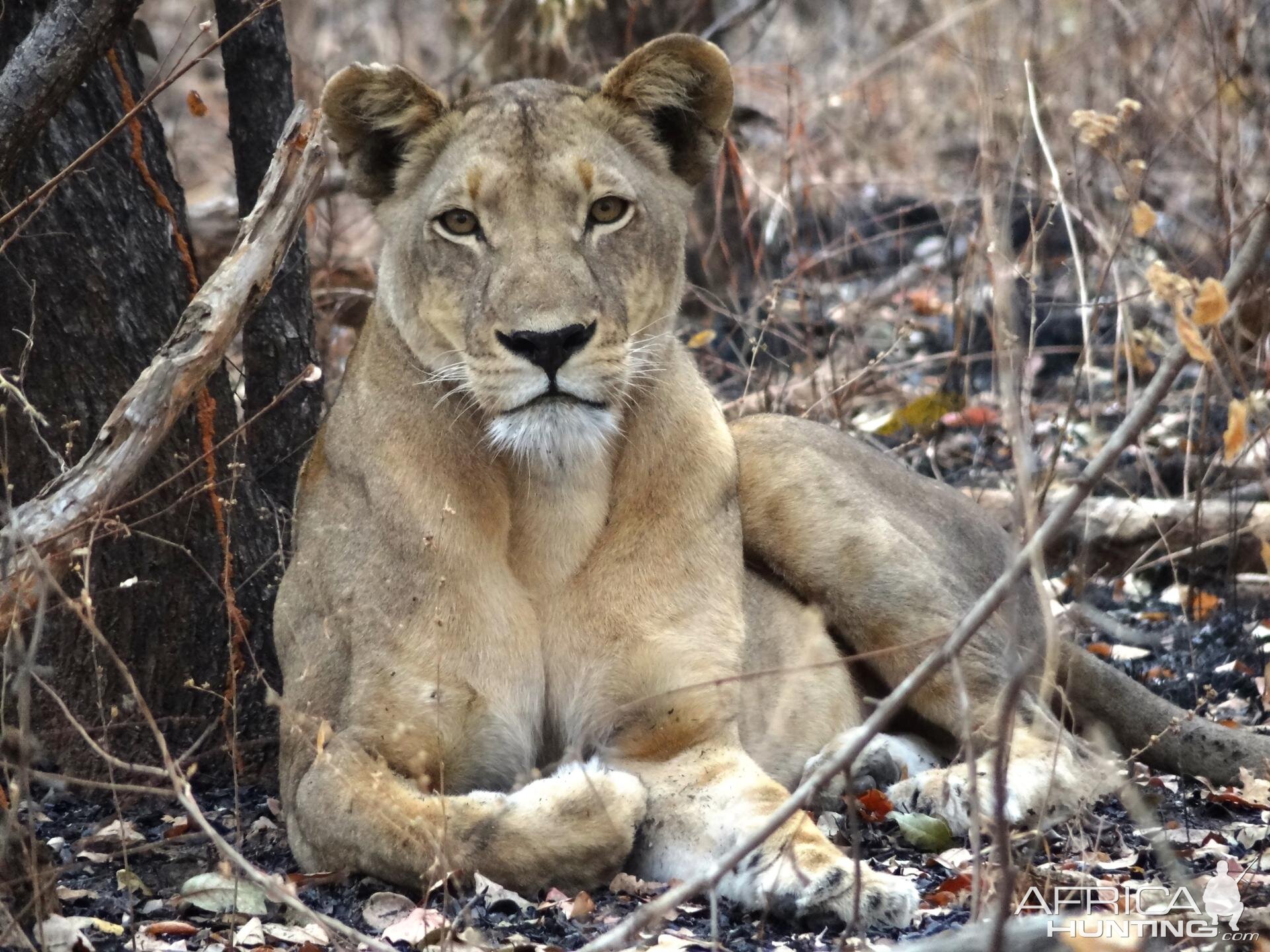 Lion Tanzania