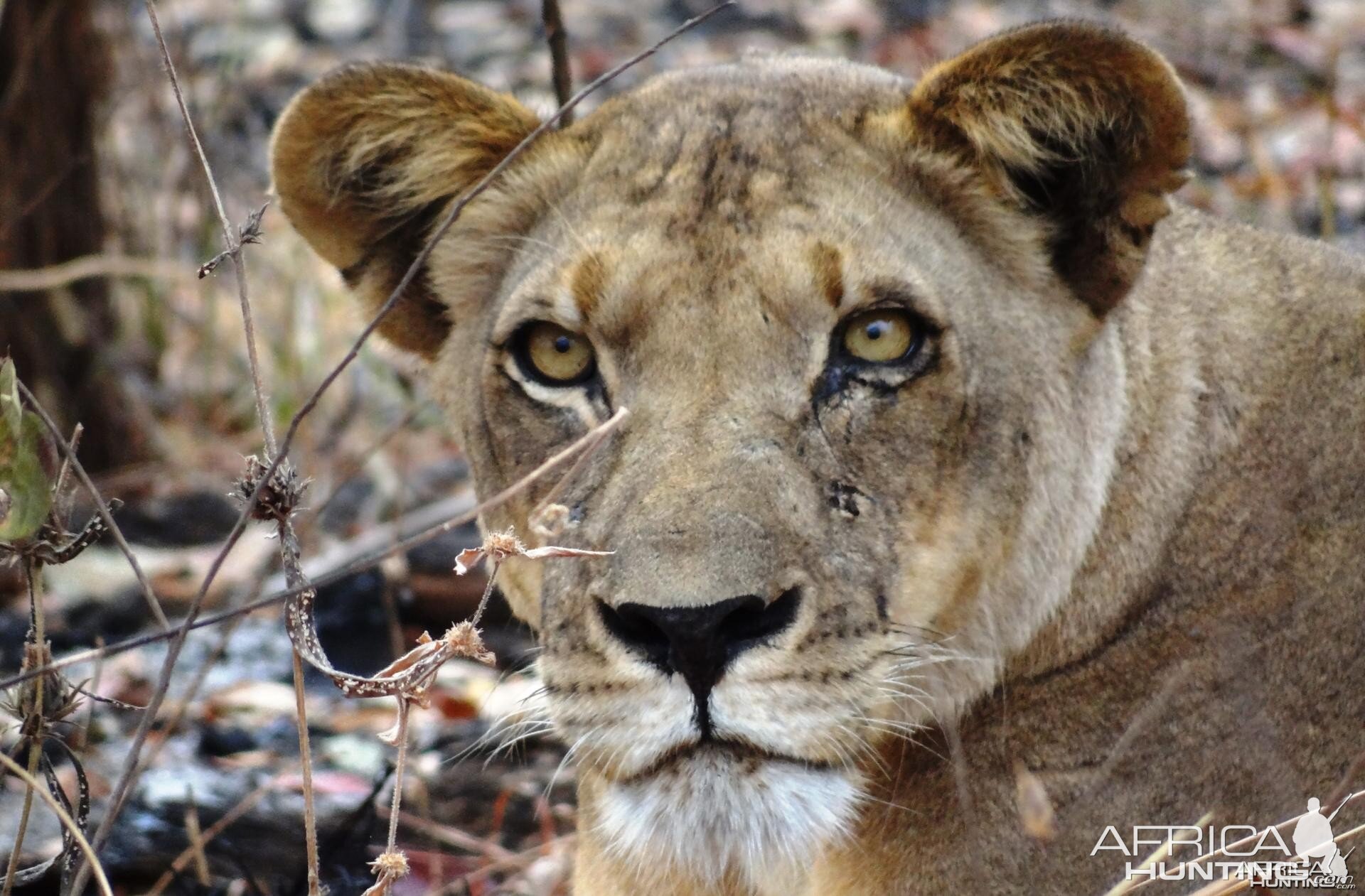 Lion Tanzania