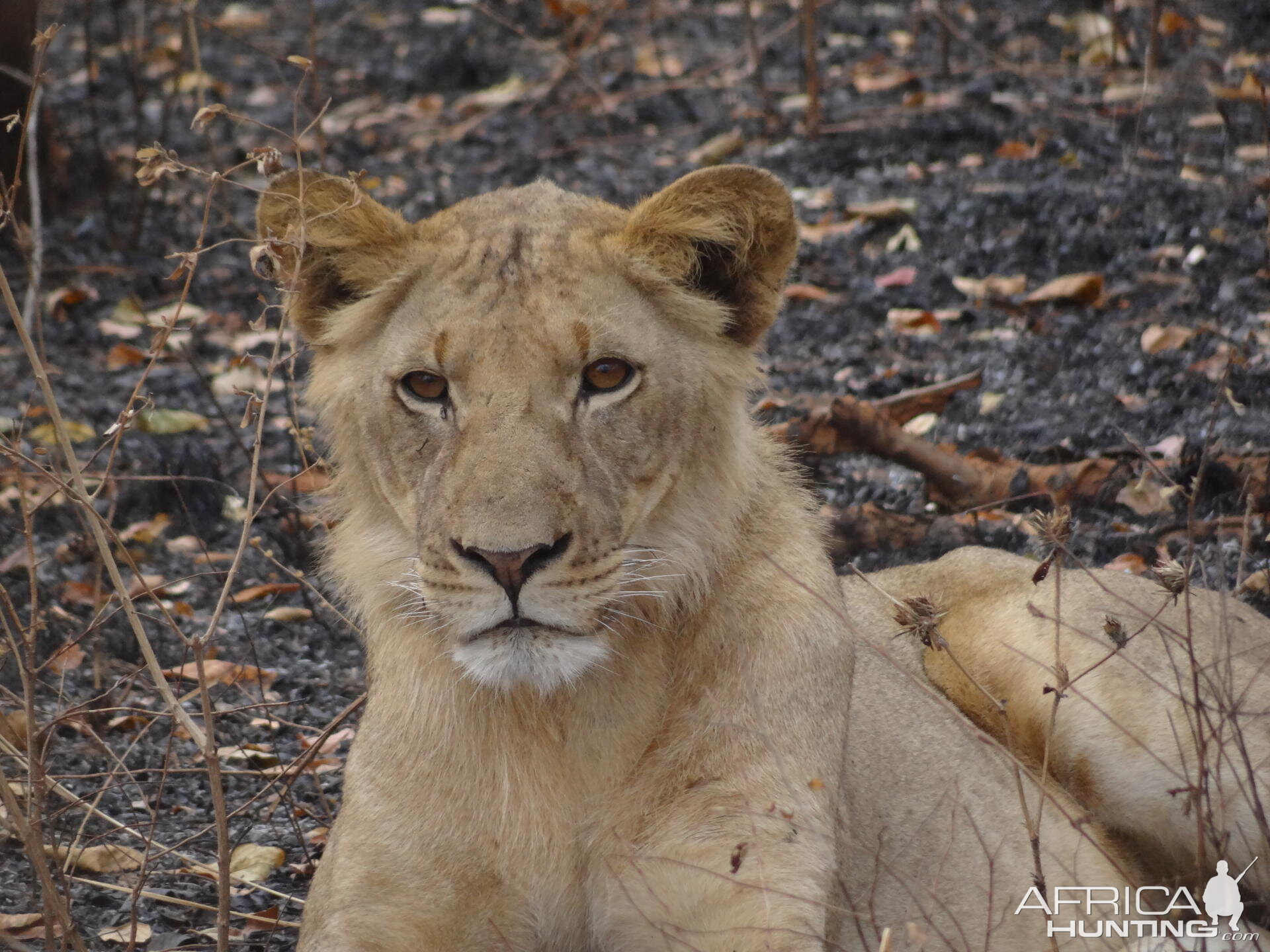 Lion Tanzania