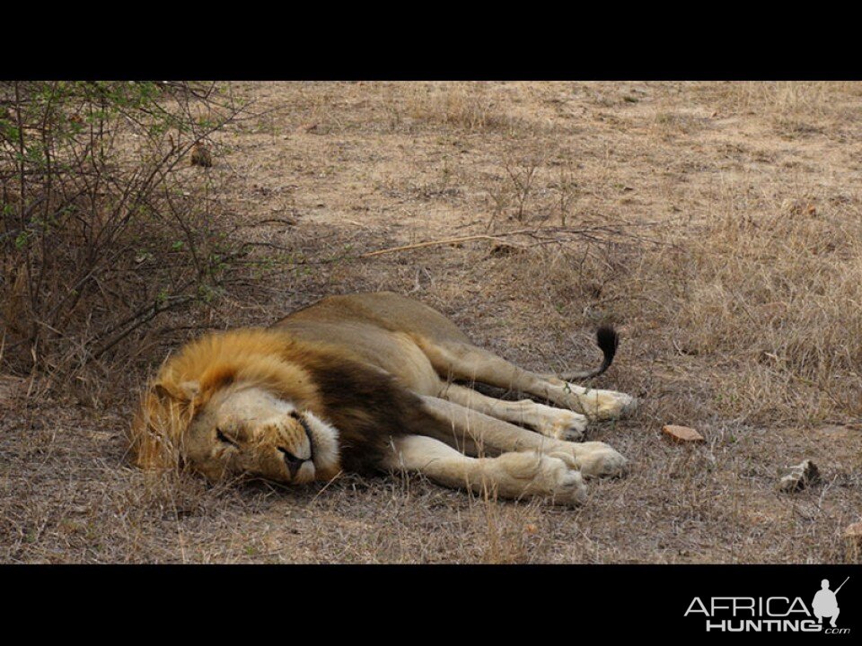 Lion Tanzania