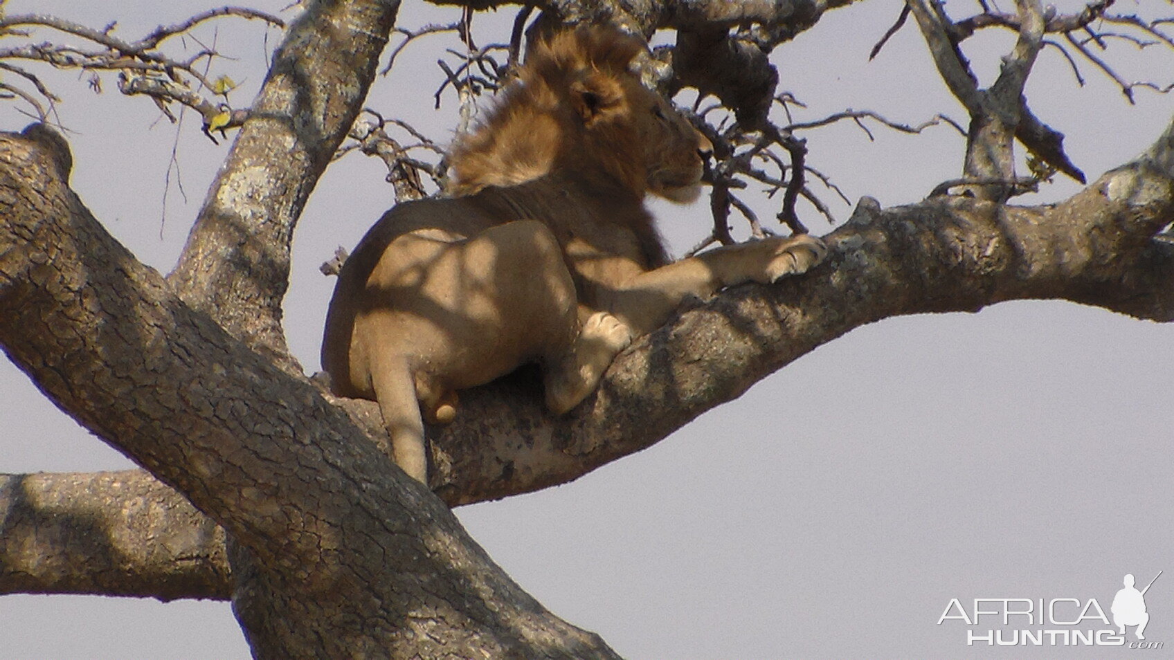 Lion Tanzania