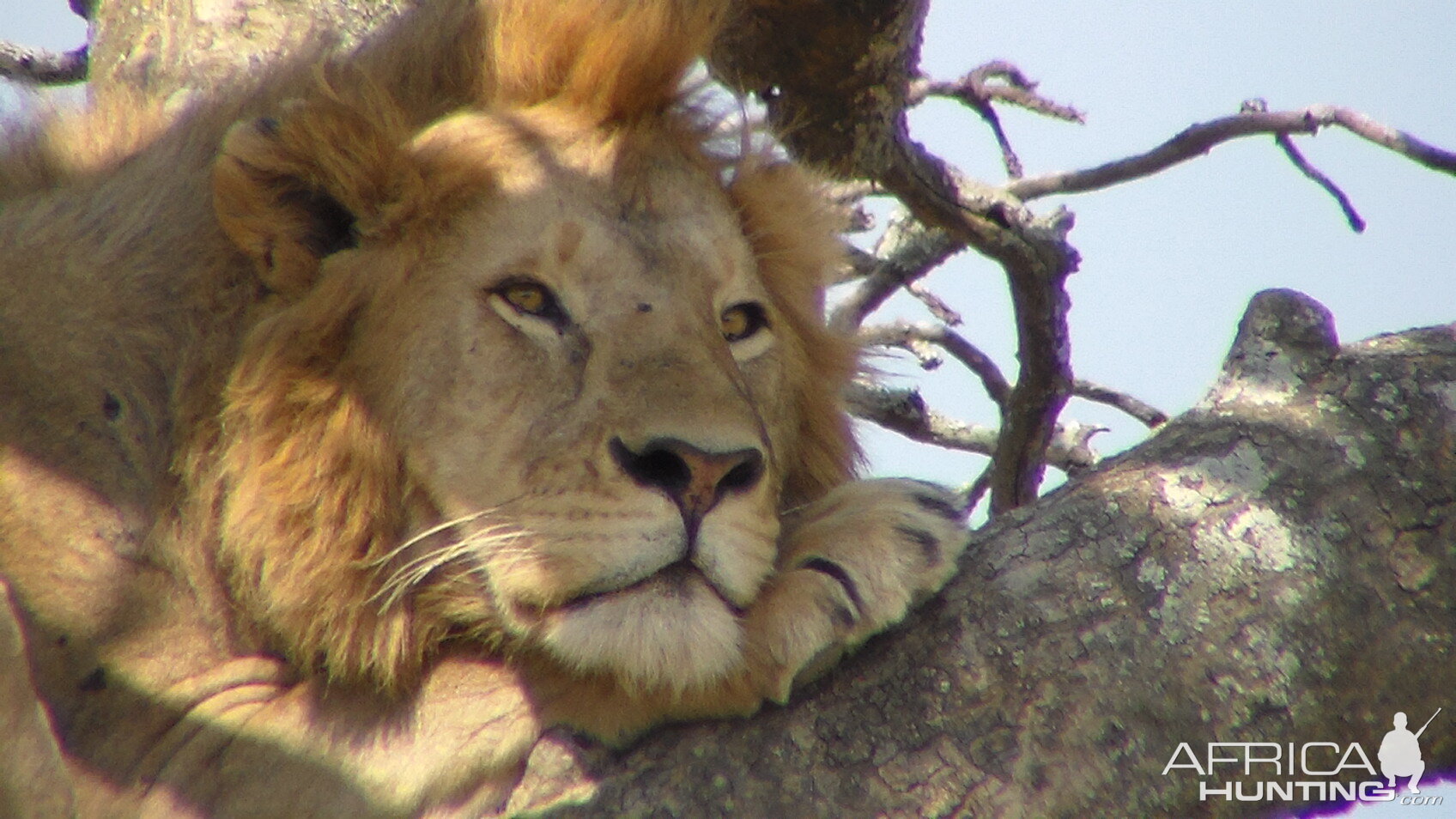 Lion Tanzania