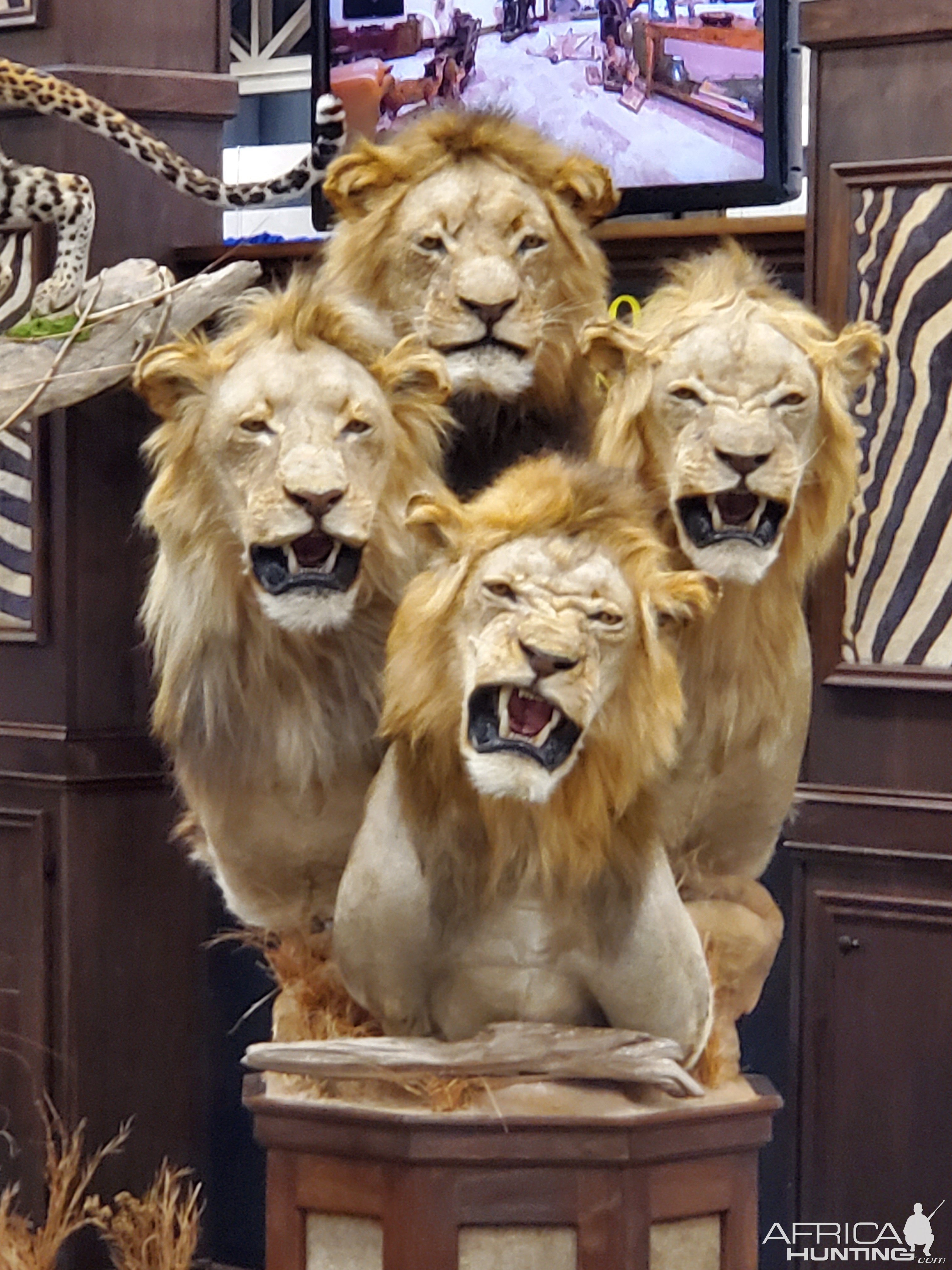 Lion Taxidermy at Dallas Safari Club (DSC) Convention 2020