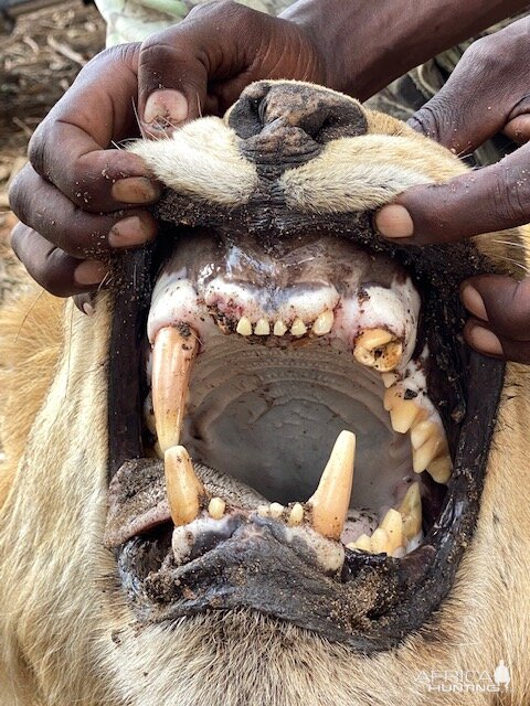 Lion Teeth