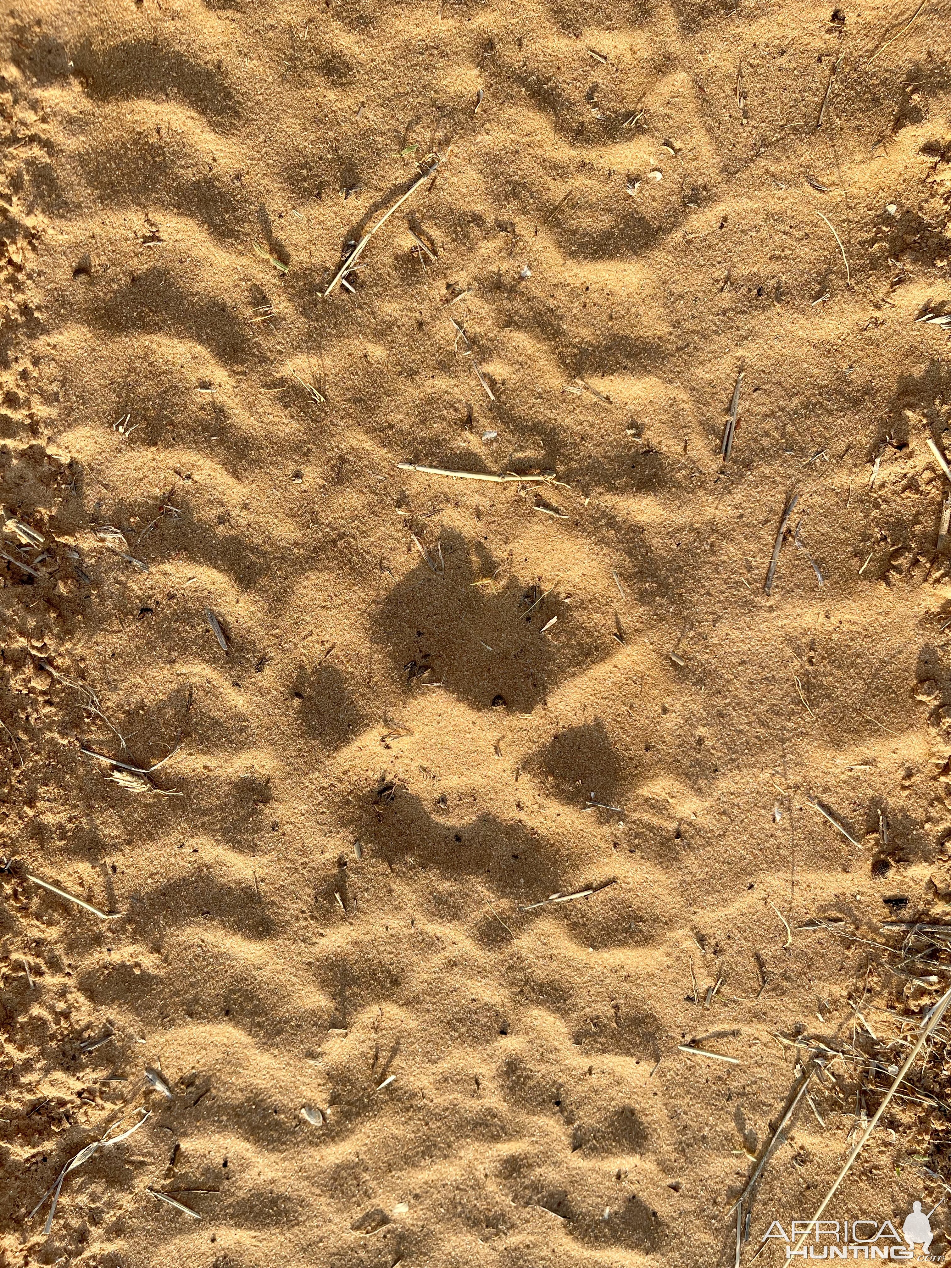 Lion Track Kalahari South Africa