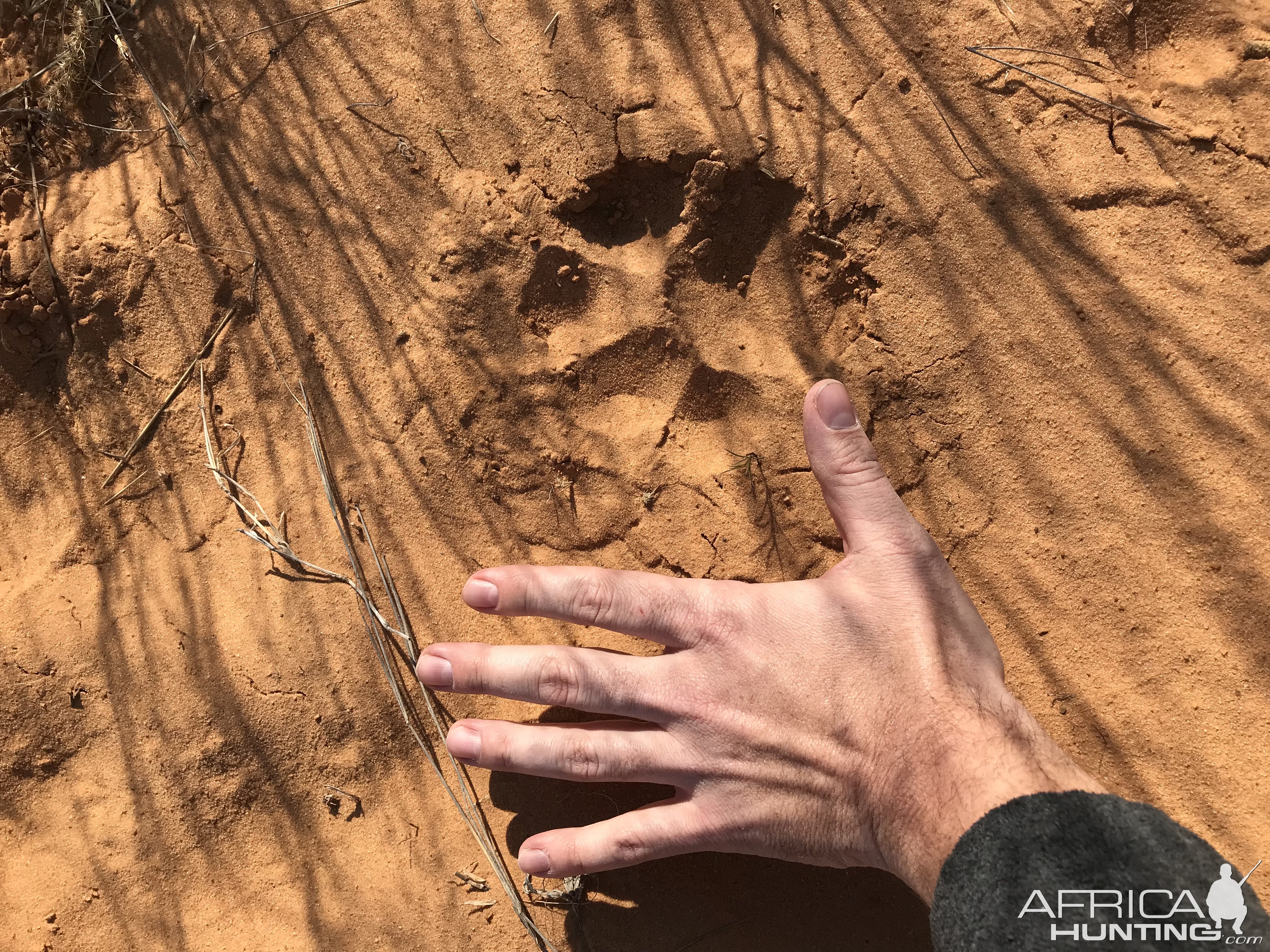 Lion Track Kalahari South Africa