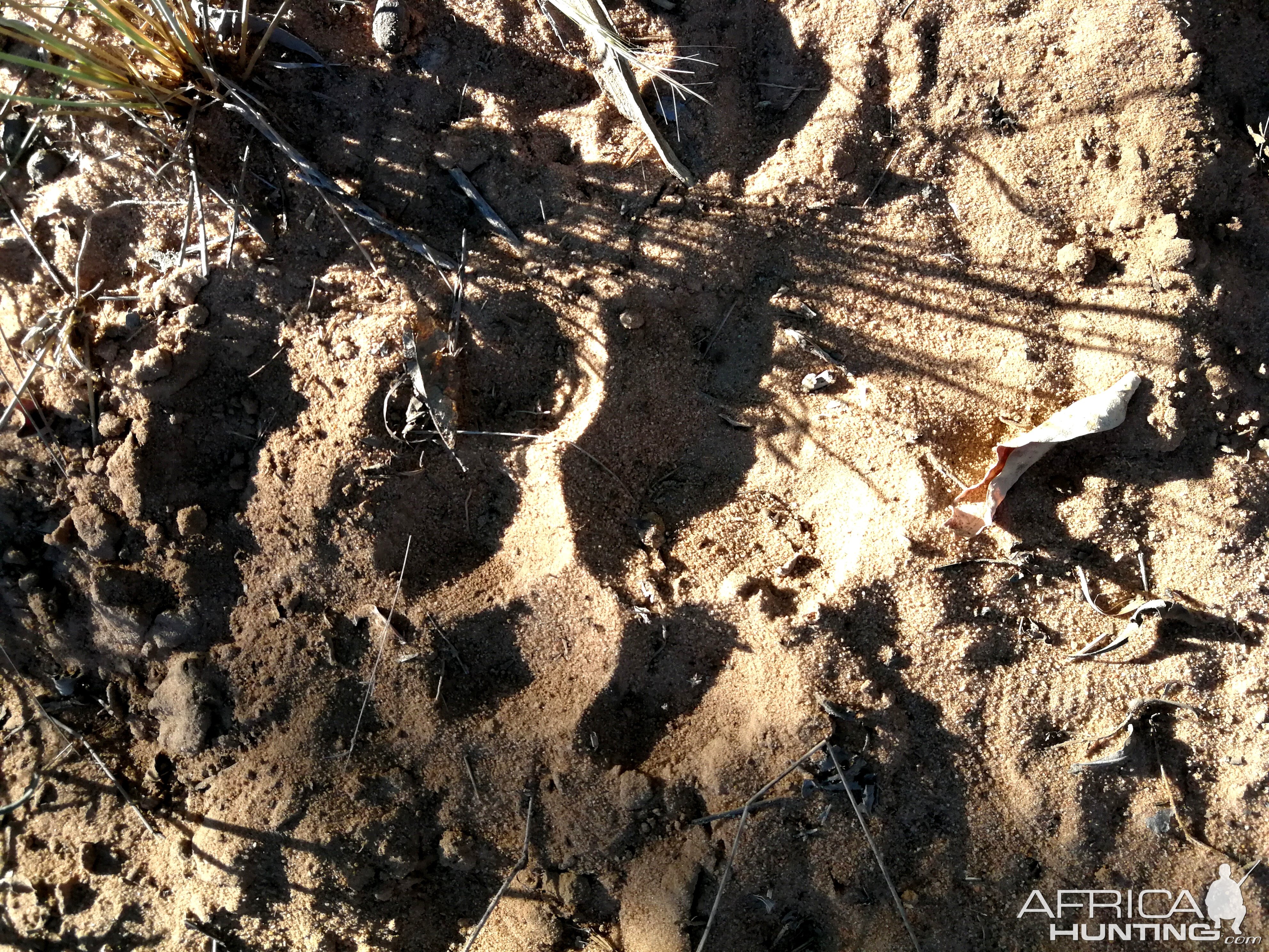 Lion Track South Africa