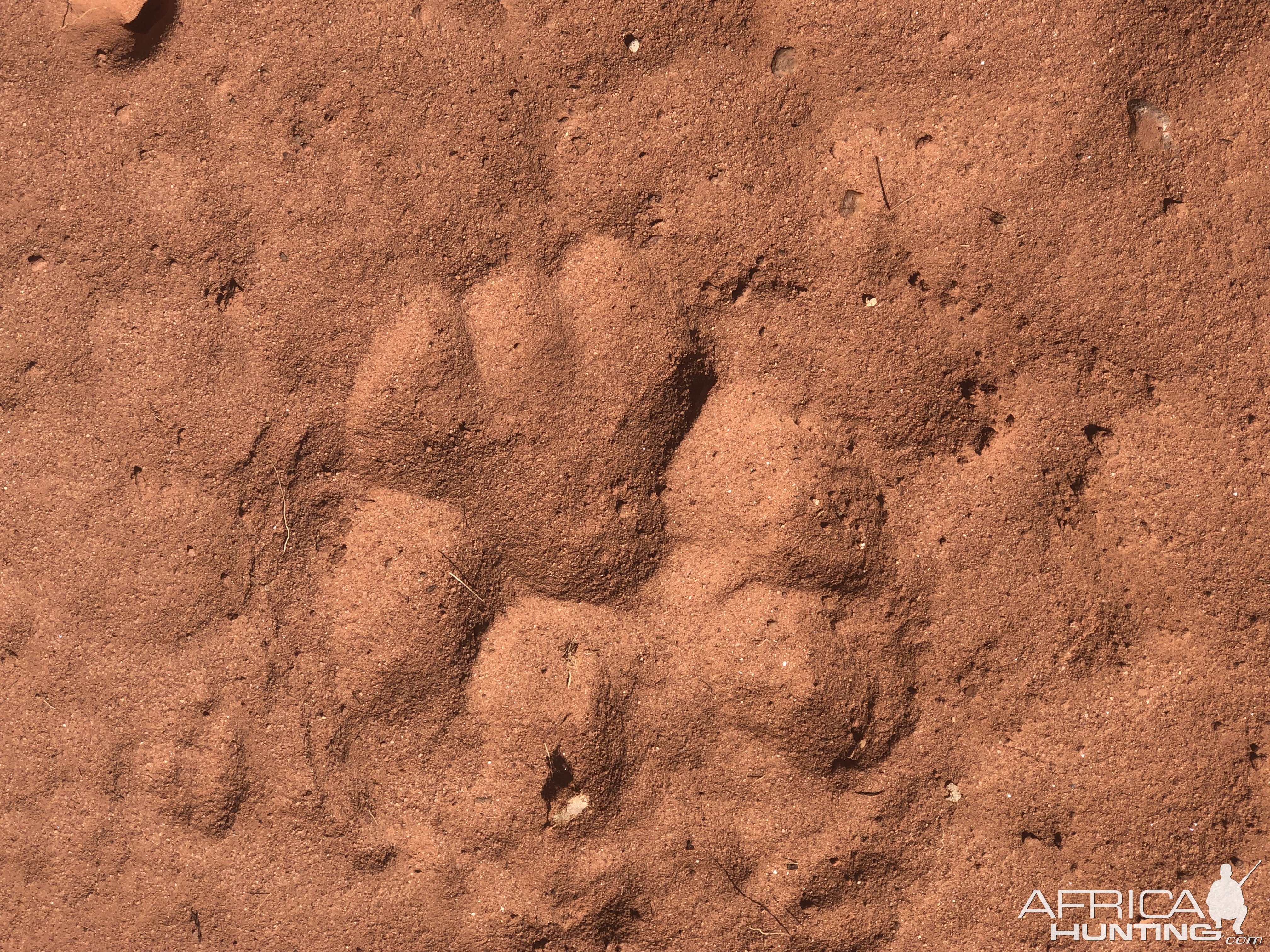 Lion Track Zimbabwe