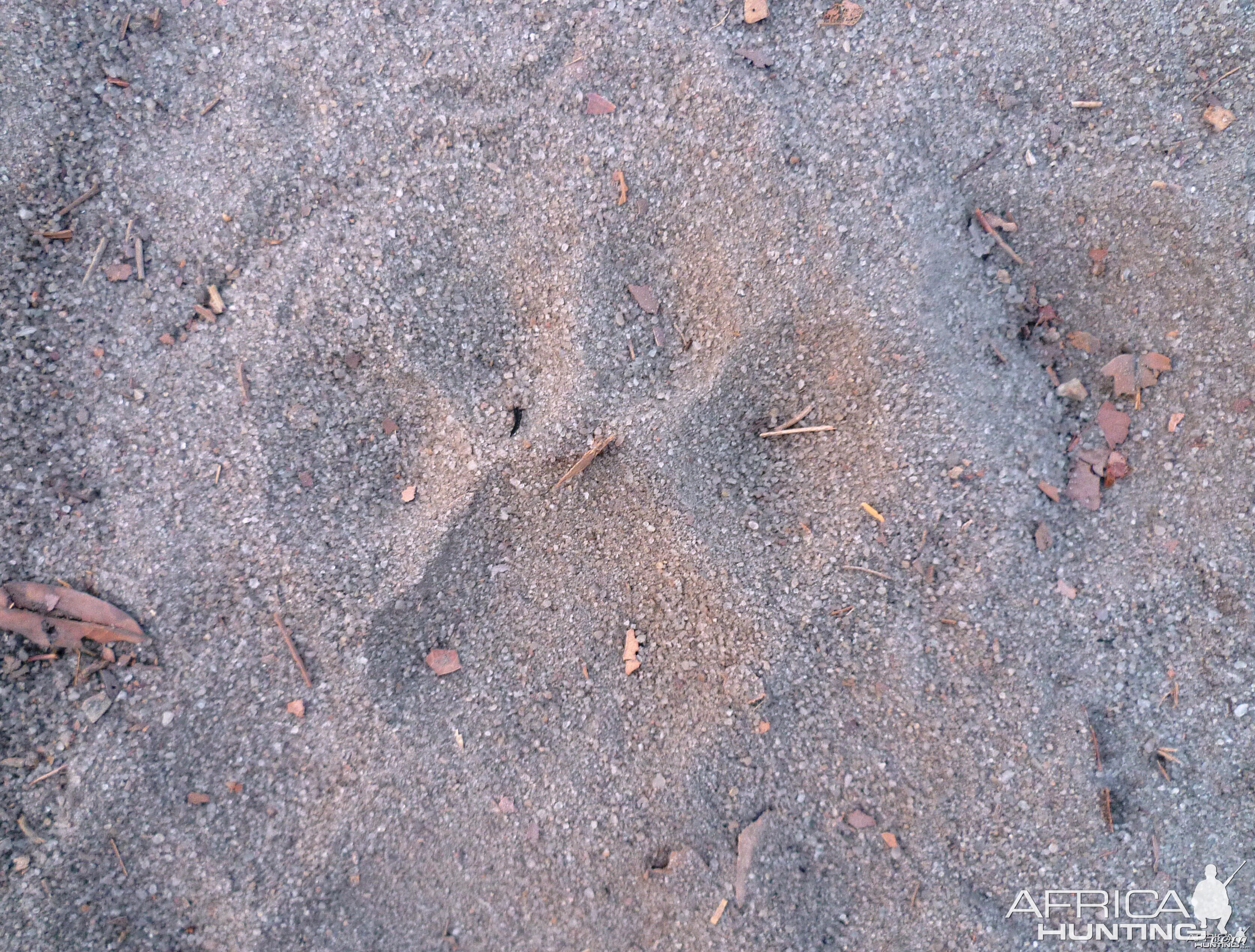 Lion Track