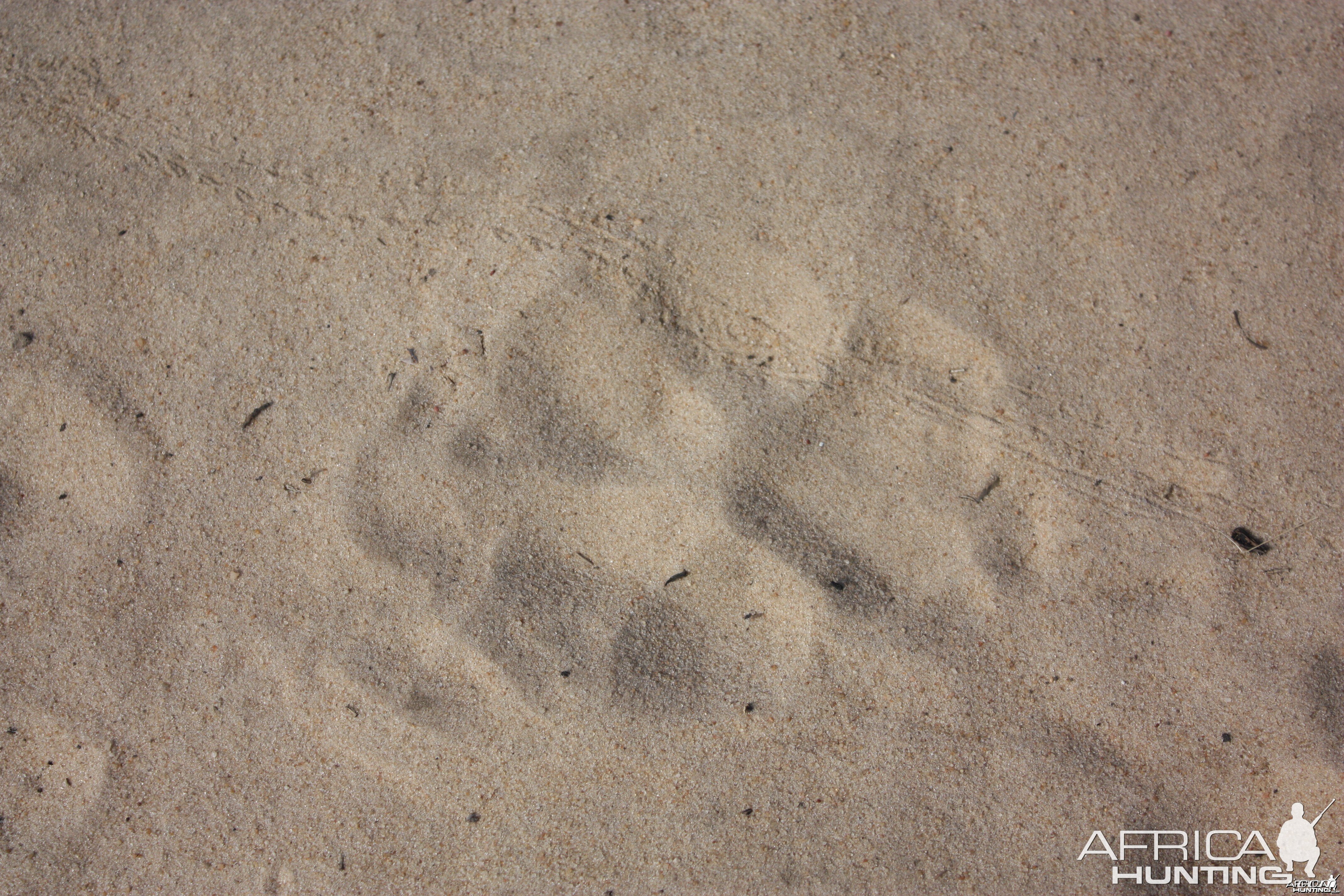 Lion Track