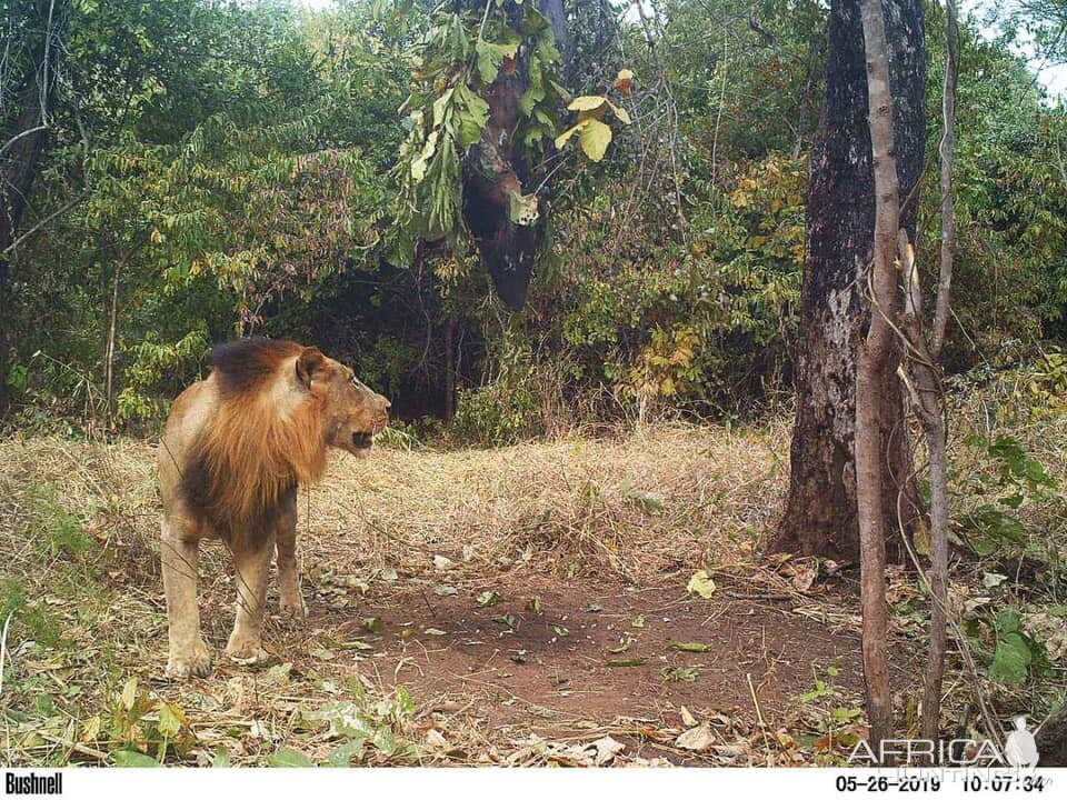 Lion Trail Cam Pictures Zambia