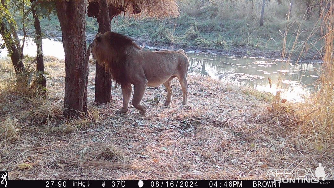 Lion Trail Camera Tanzania