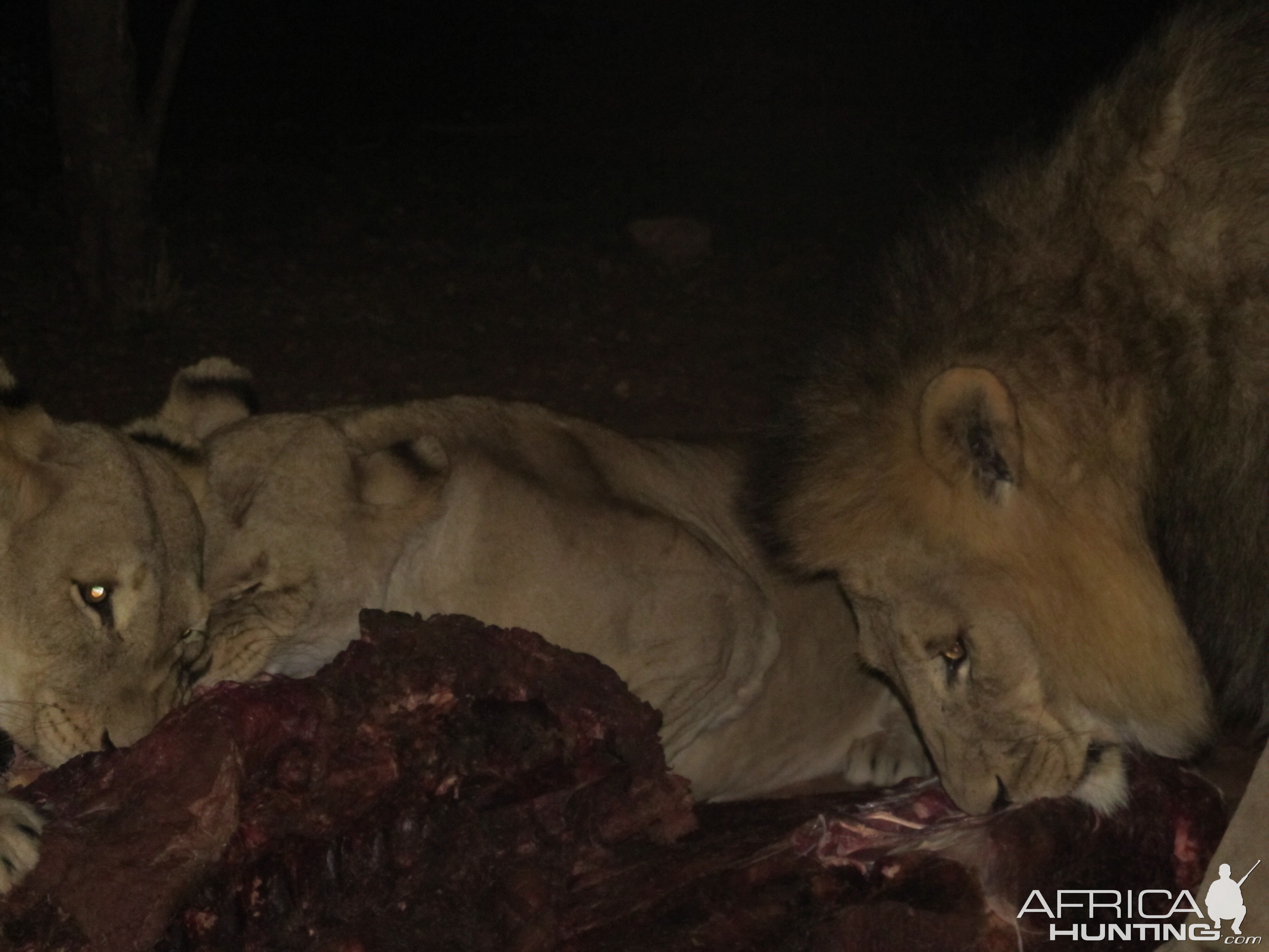 Lion up close and personal