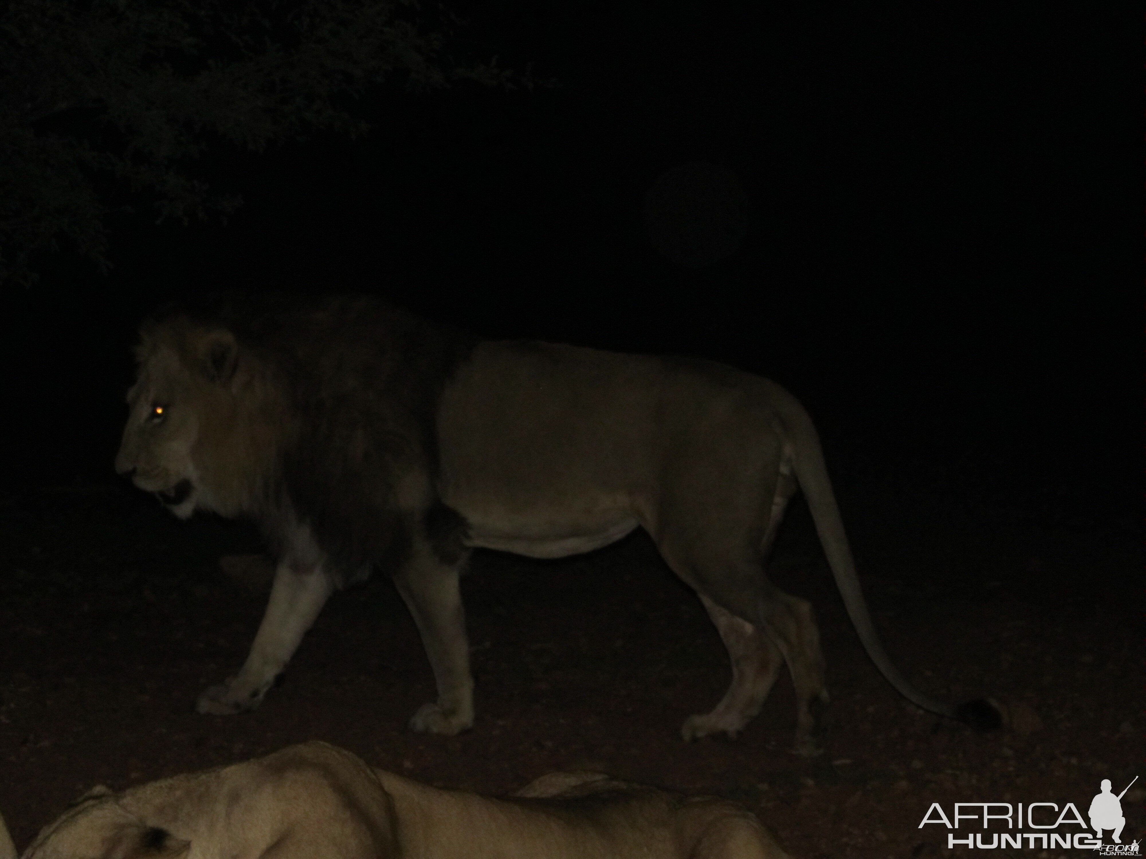 Lion up close and personal