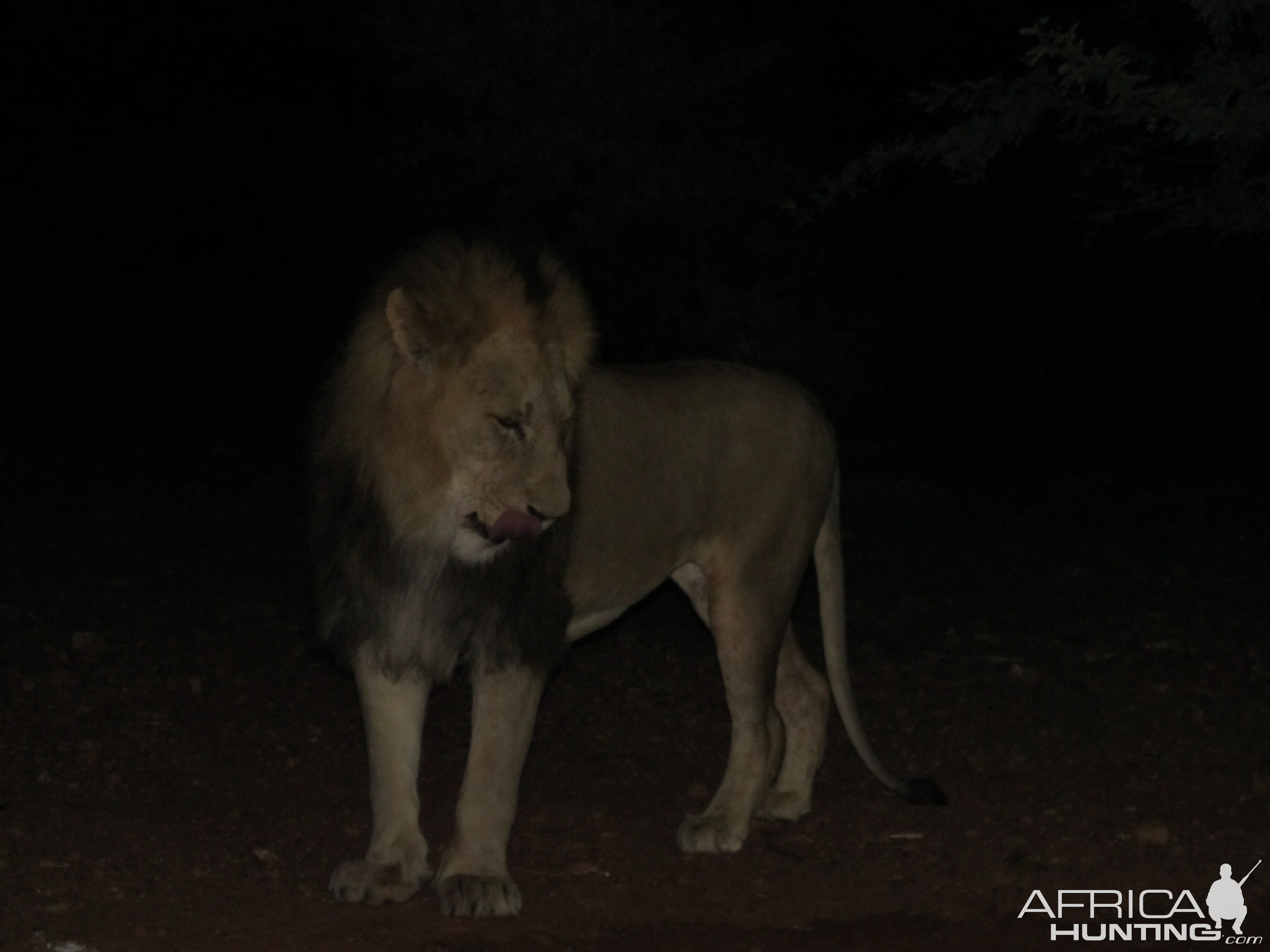 Lion up close and personal