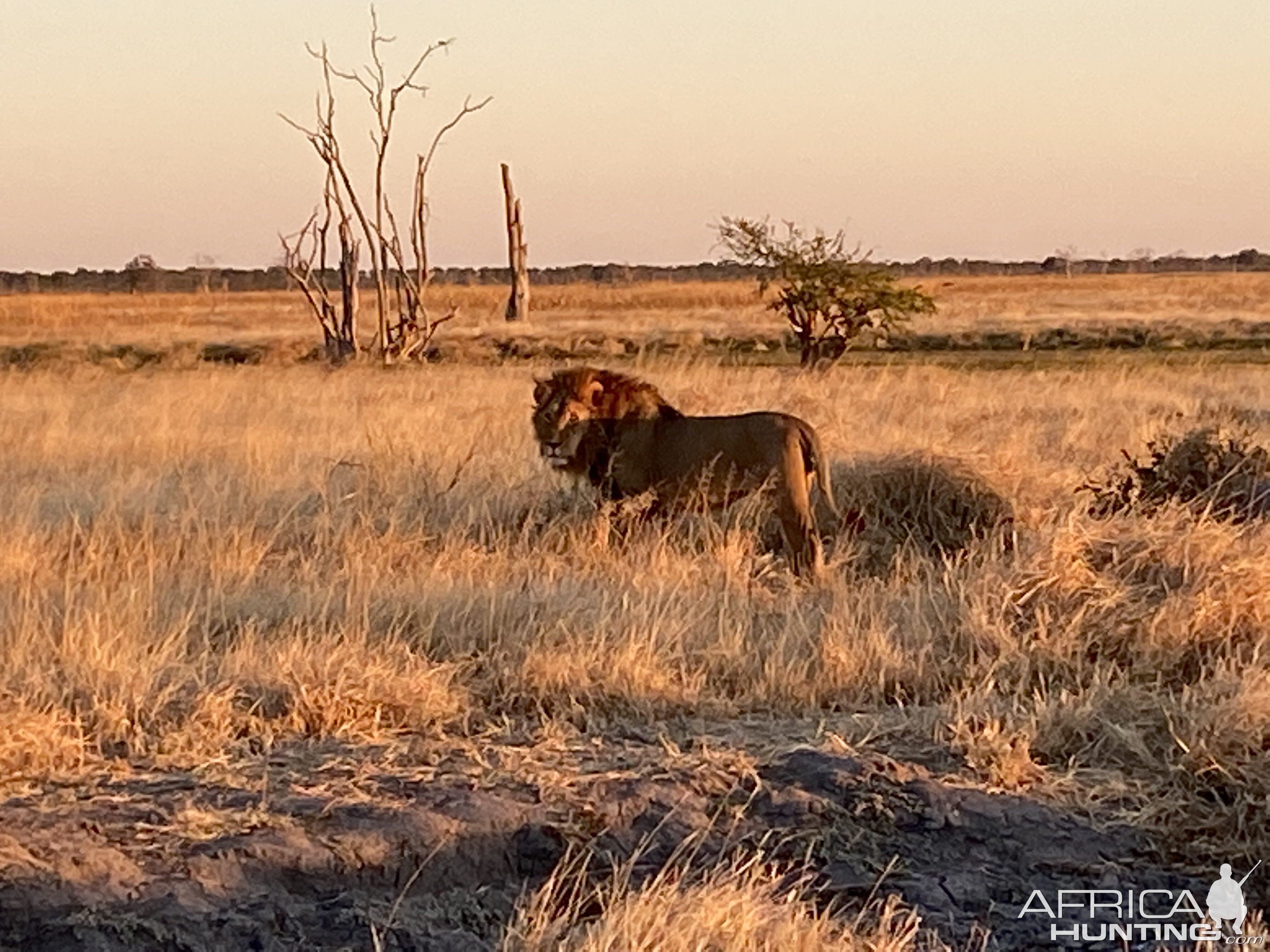 Lion Wildlife Botswana